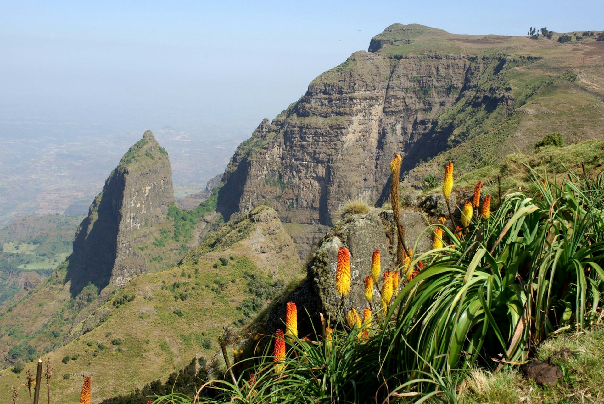 Red hot pokers, Simien Mountains