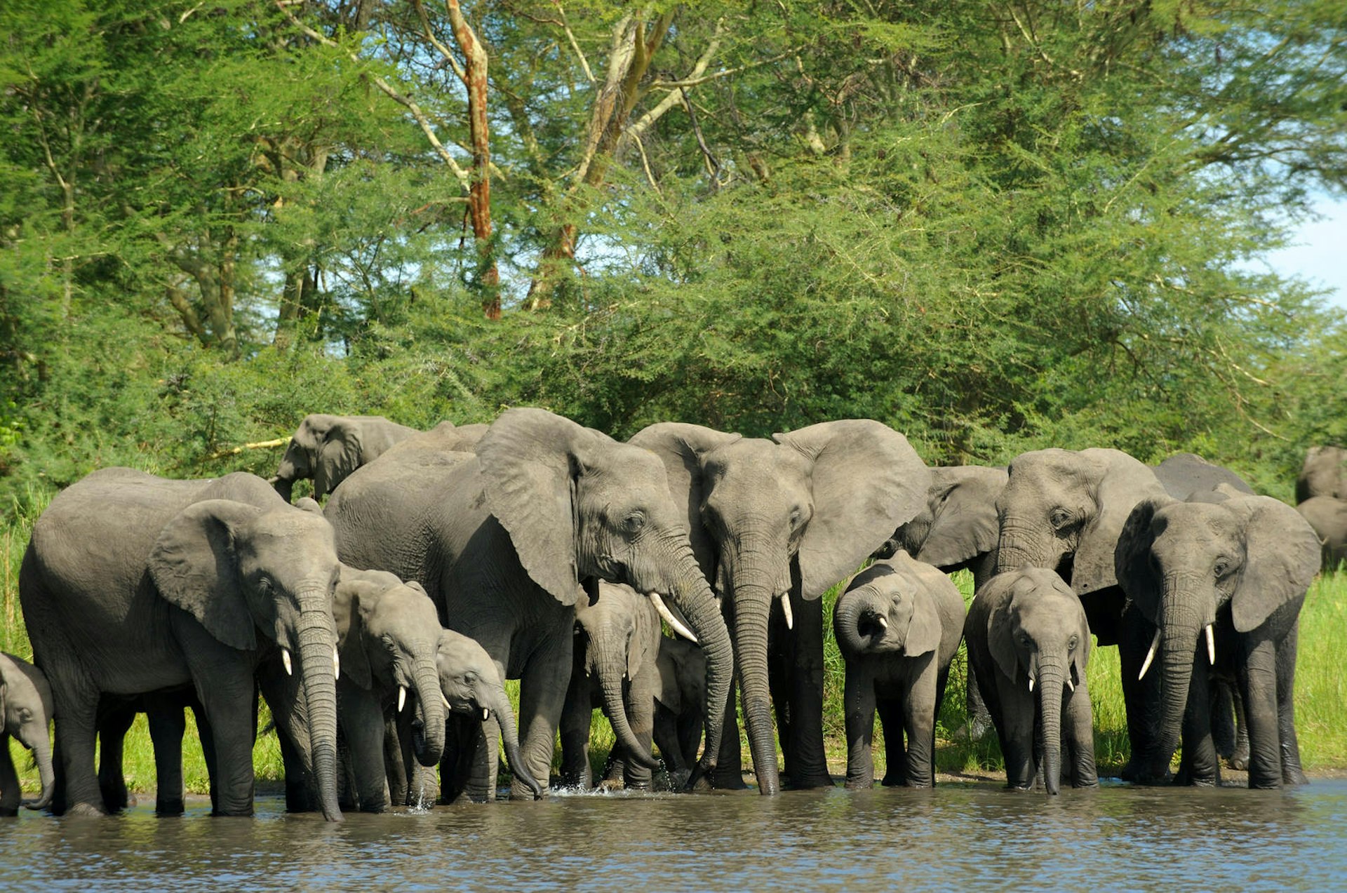 Elephant herd slating their thirst at the Shire River, Liwonde National Park © Christophe Cerisier / Getty Images