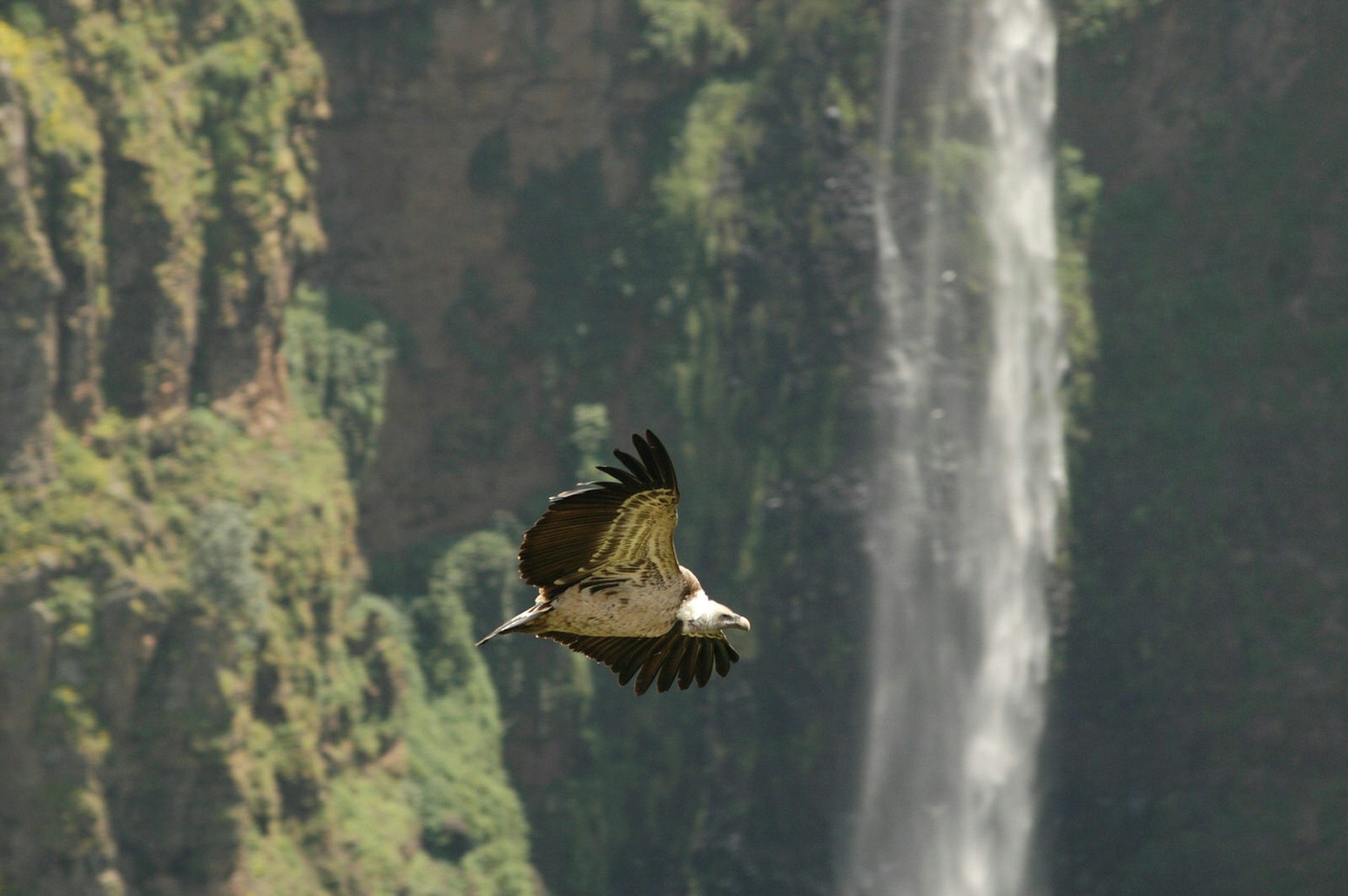 A lammergeier (bearded vulture) soaring in Simien Mountains National Park © LSP1982 / Getty Images