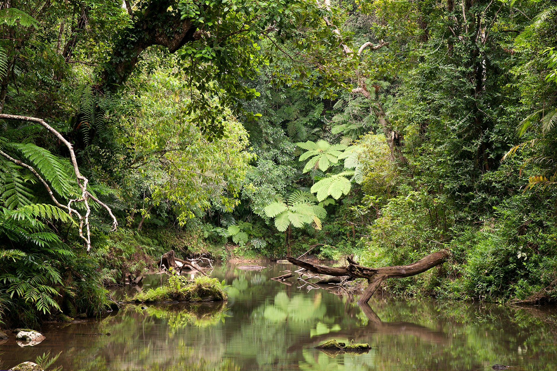 Daintree National Park. Photo by Konrad Wothe / Getty.