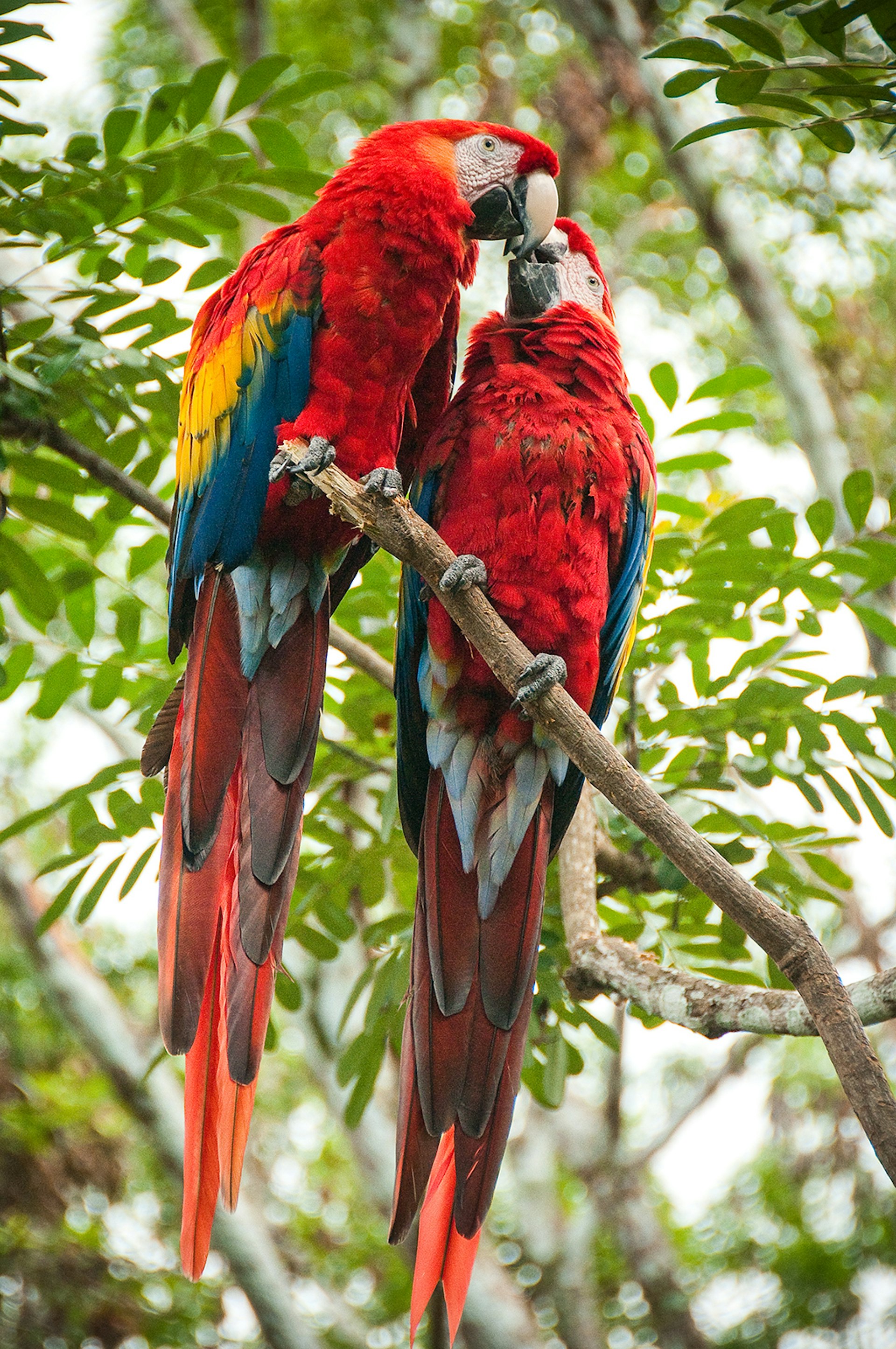 Estación Biológica Las Guacamayas is home to a scarlet macaw conservation effort © Marvin Del Cid / Getty Images
