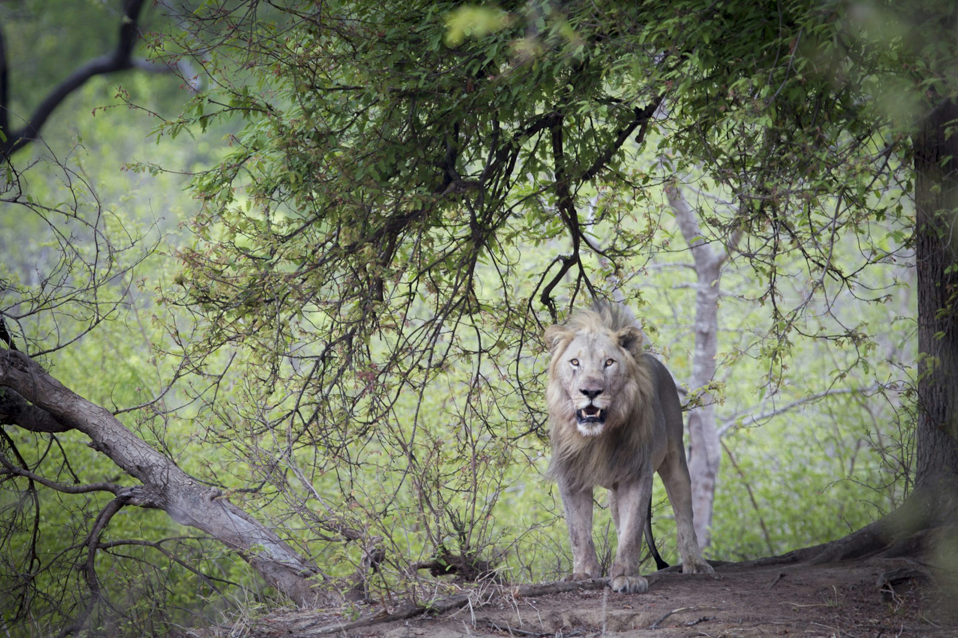 A lone male lion standing next to a tree within Majete Wildlife Reserve, Malawi