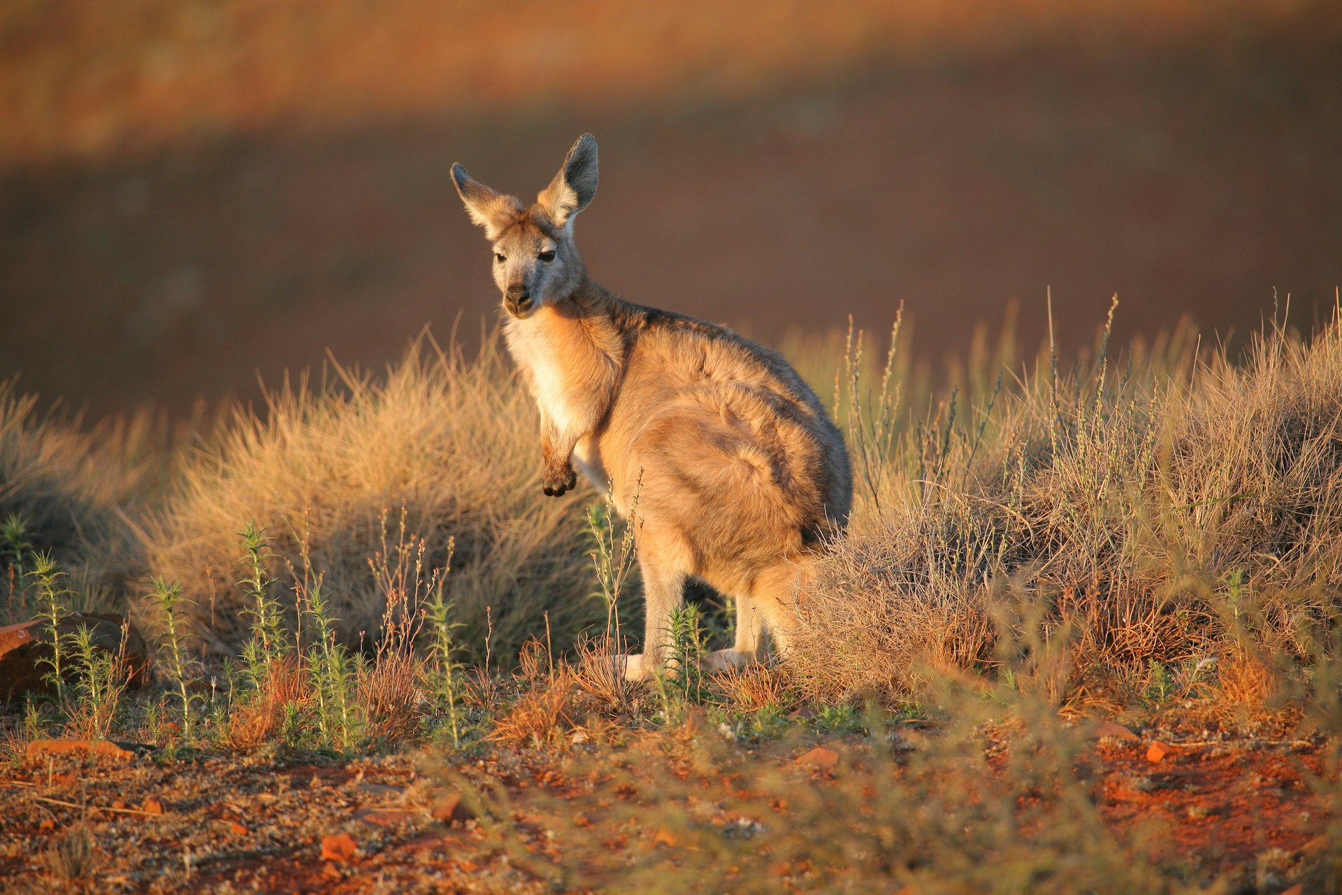 Kangaroo in the wild in South Australia © John White Photos / Getty 