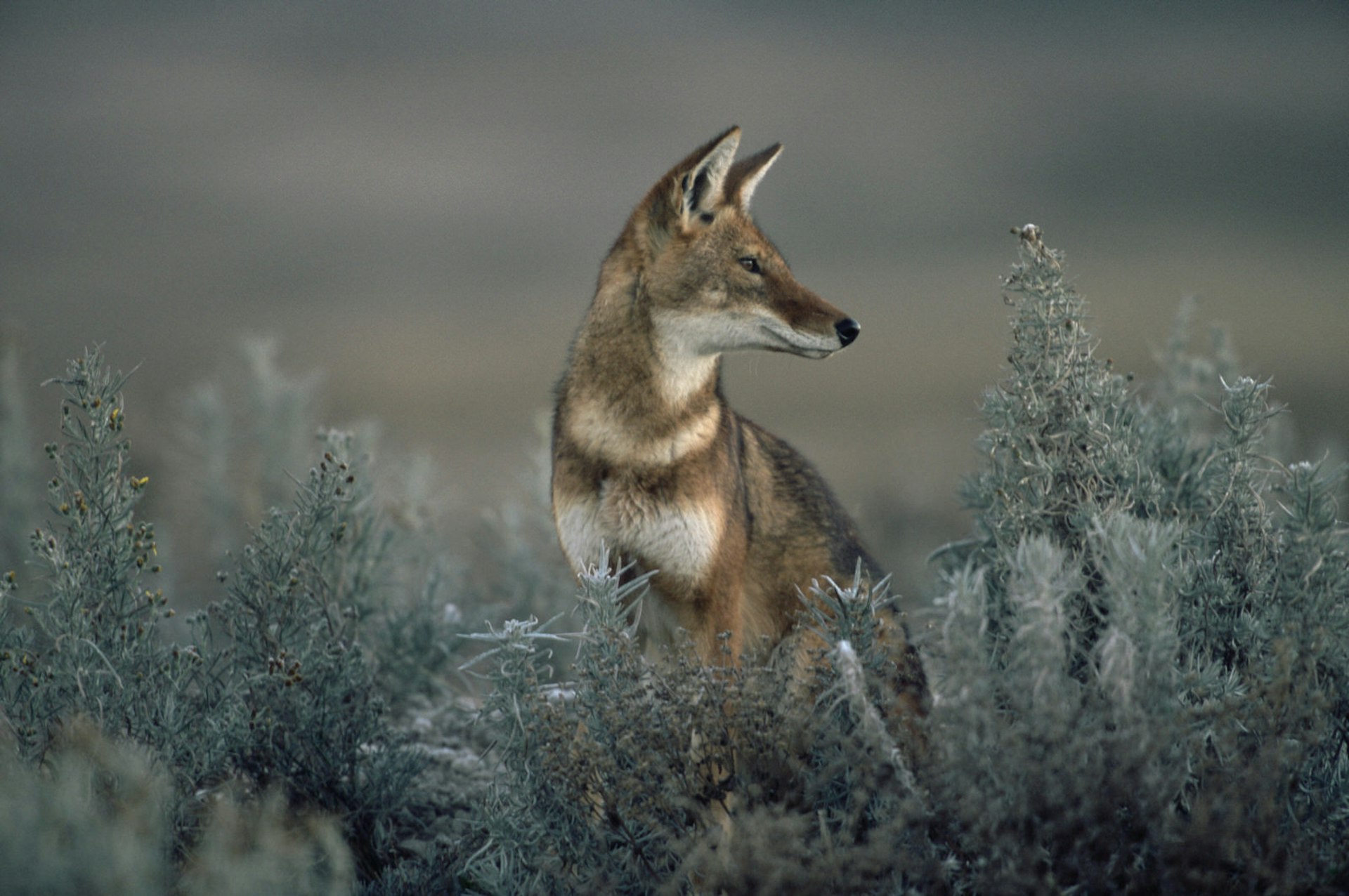 The endemic Ethiopian wolf is the world's rarest canid © Anup Shah / Getty Images