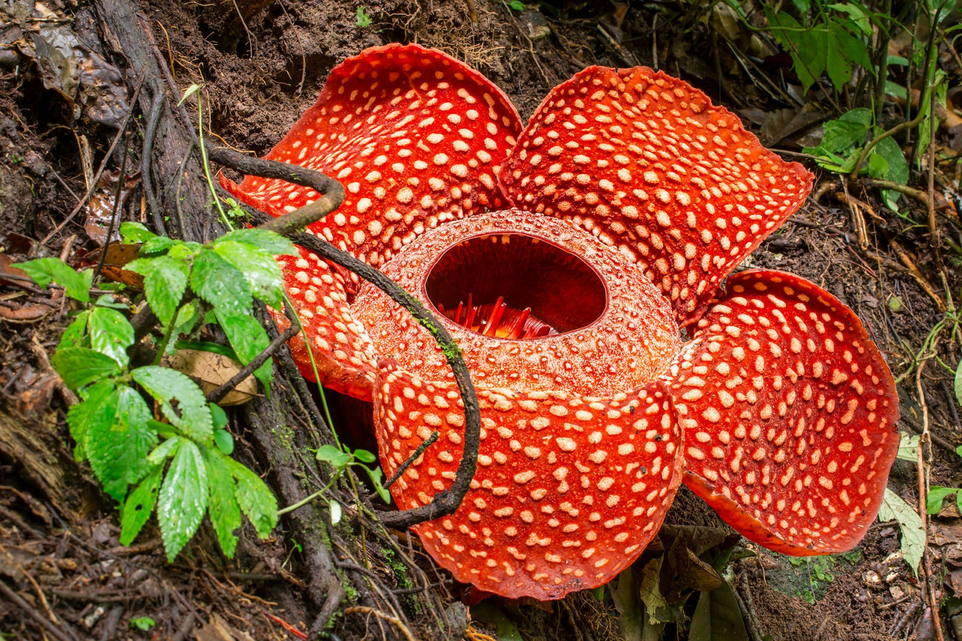 Rafflesia, biggest flower in the world , Sumatra, Indonesia