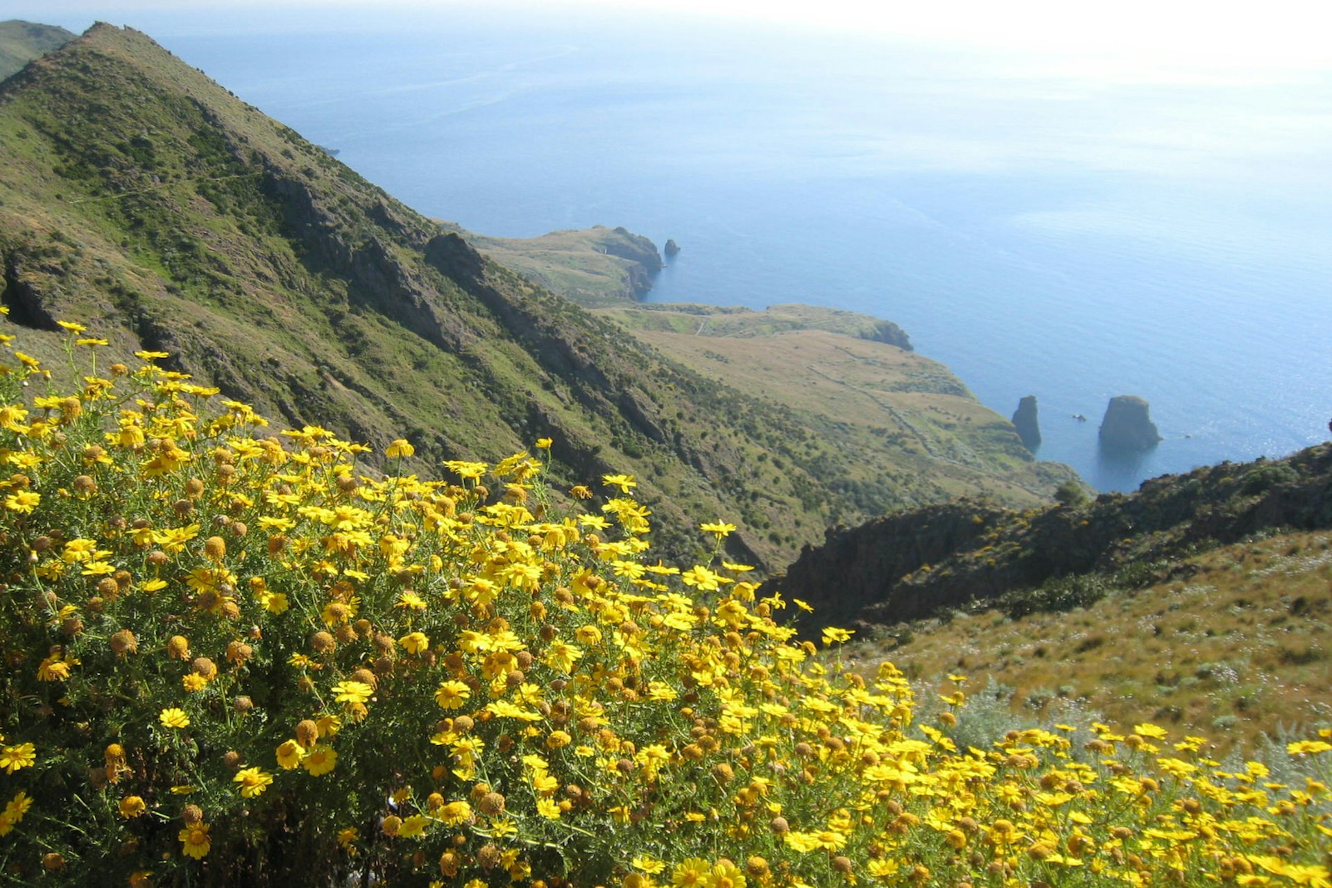 Wildflowers on the west coast of Lipari