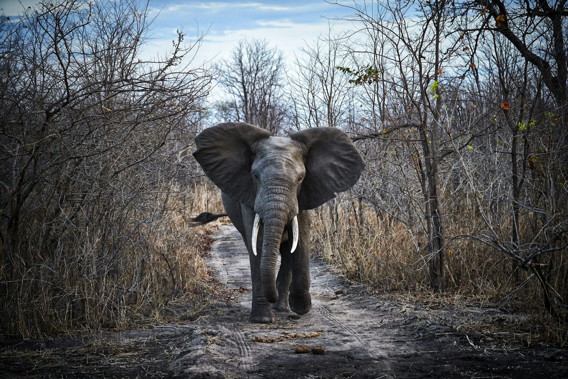 An elephant at Liwonde National Park walking towards the camera, with leafless trees on either side of it