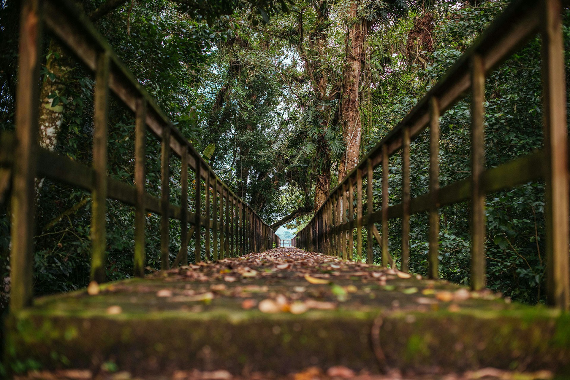 A kilometer-long boardwalk winds through Los Naranjos Ecological and Archaeological Park. Image courtesy of D&D Brewery.