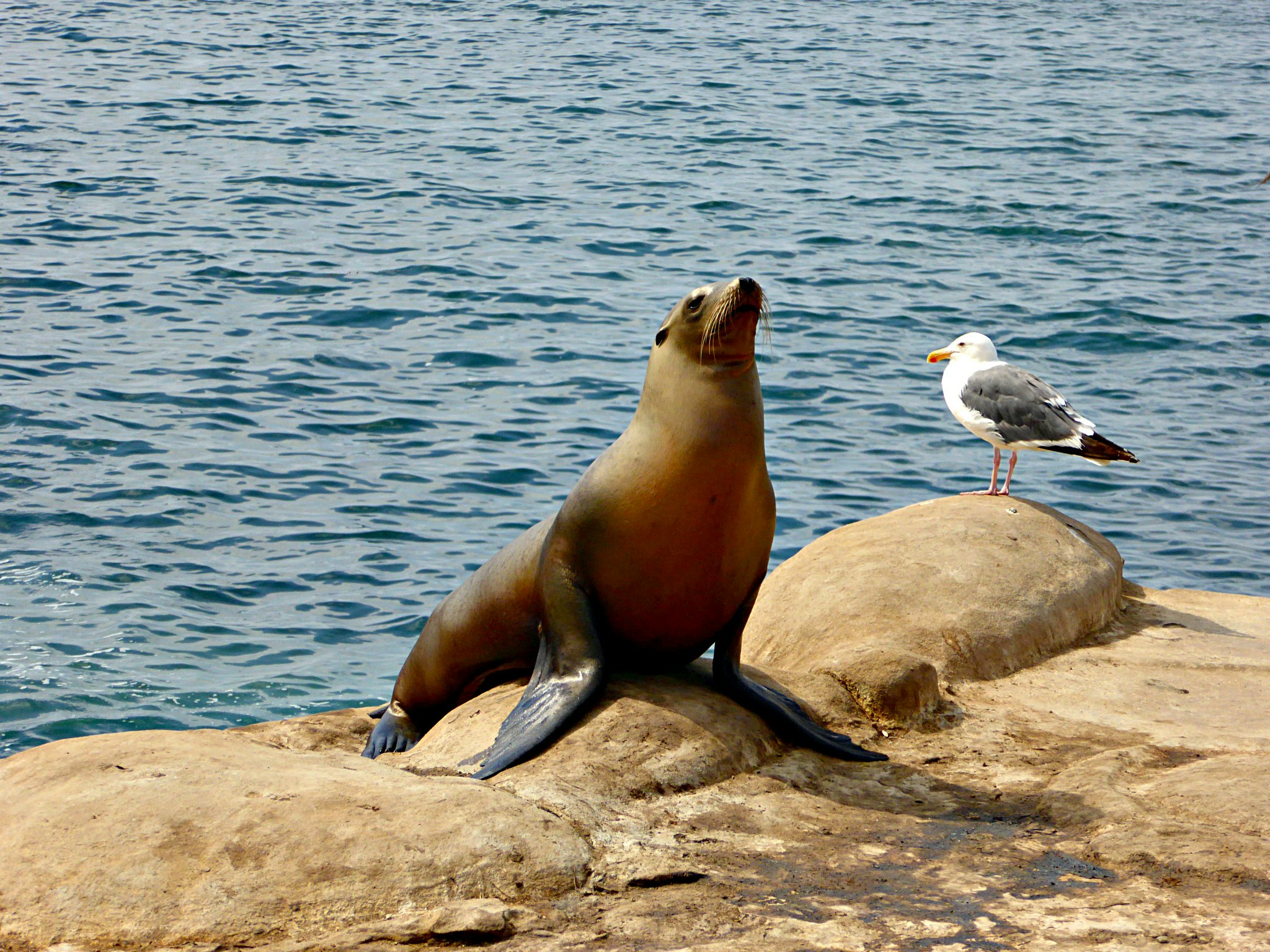 Go seal spotting along the coast © Patricia Carswell/Lonely Planet