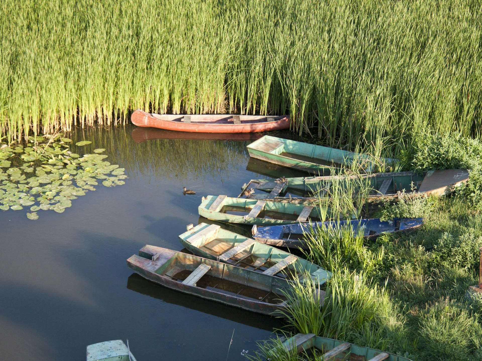 Zasavica wetlands, home to Mangulica pig © Igor Matic / Shutterstock