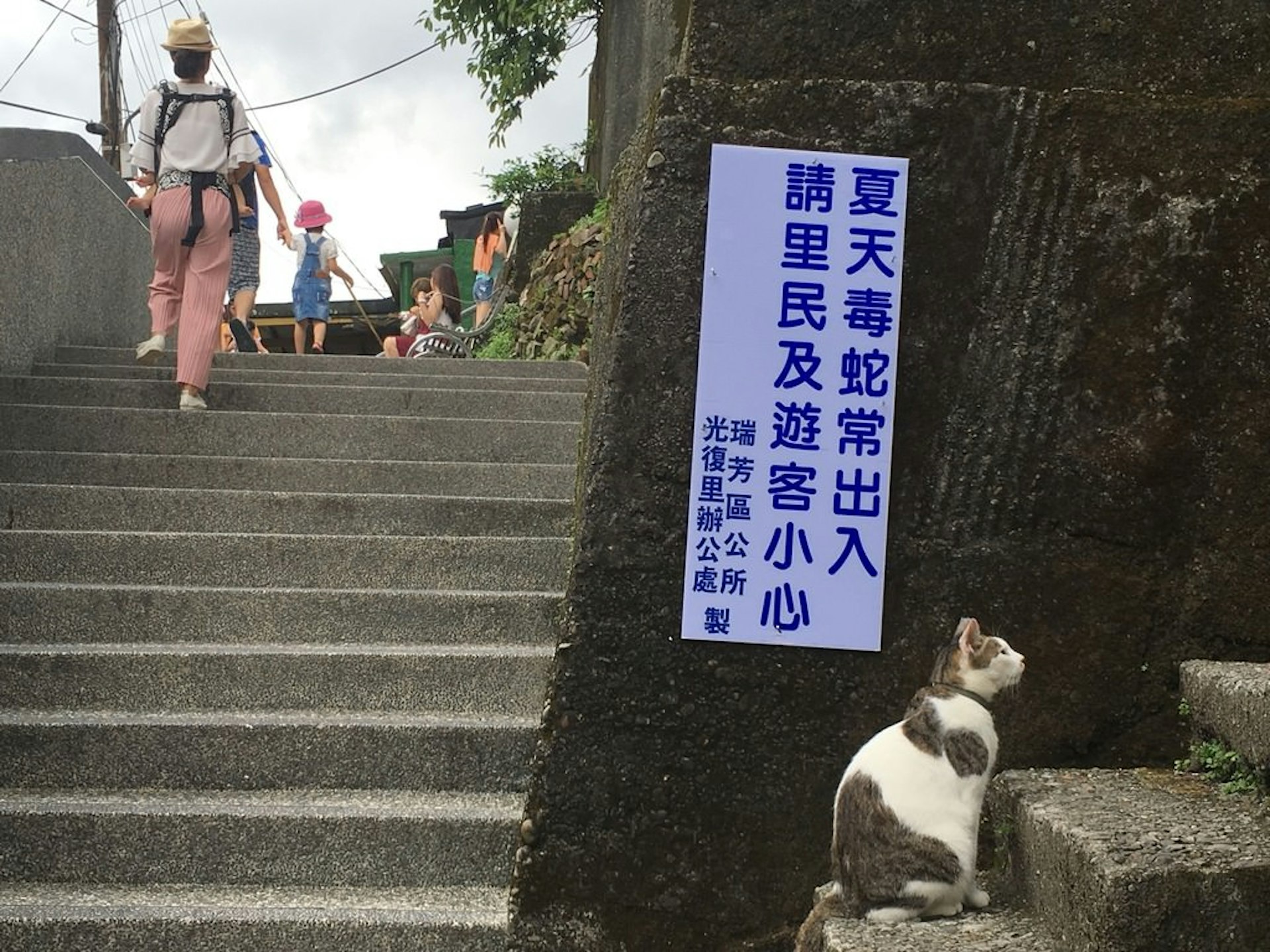 Cats rule the roost in Houtong © Dinah Gardner / Lonely Planet