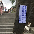 Cats rule the roost in Houtong © Dinah Gardner / Lonely Planet