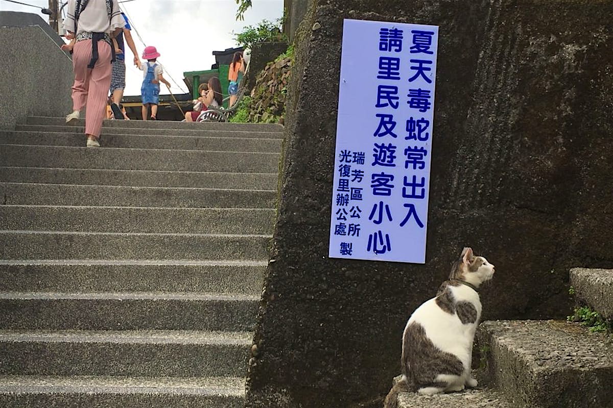 Welcome To Purridise Taiwan S Houtong Cat Village Lonely Planet