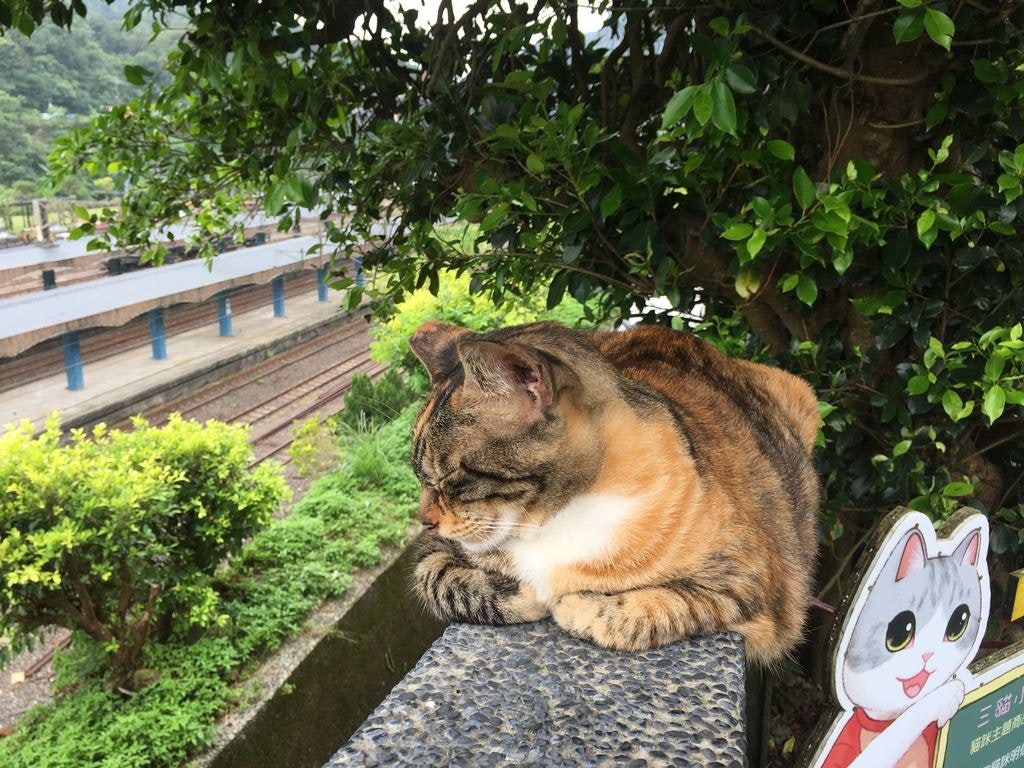 Kitties can be found dozing all over Houtong © Dinah Gardner / Lonely Planet