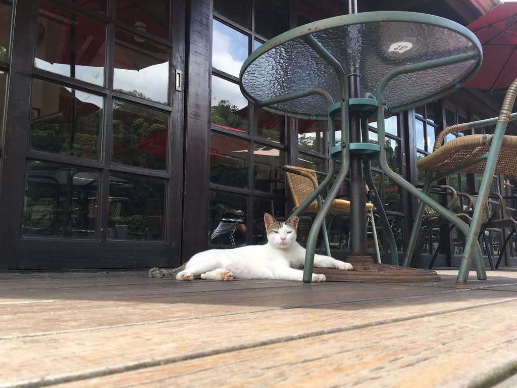 Cats can even be found hanging out in Houtong's cafes © Dinah Gardner / Lonely Planet
