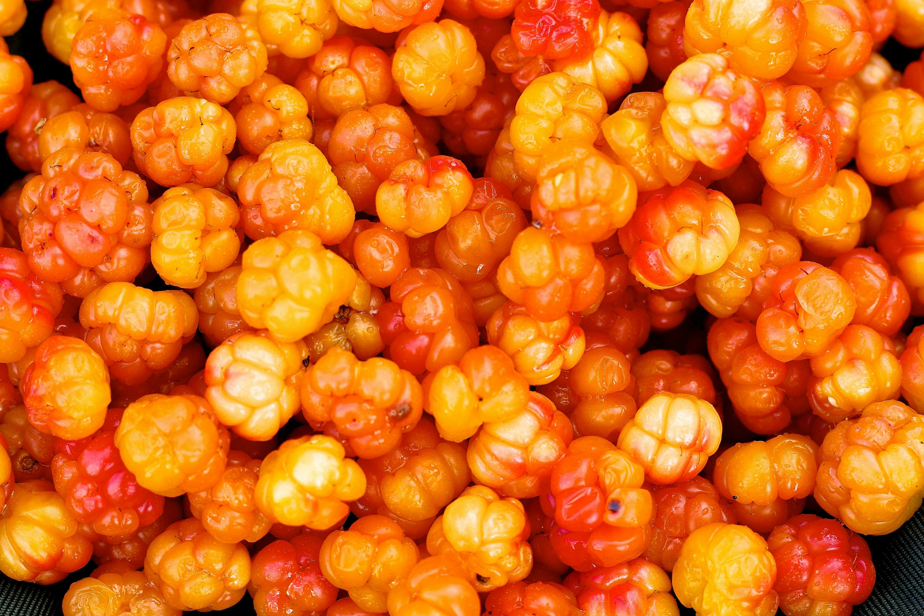Lapland S Gold Foraging For Cloudberries In Finland Lonely Planet