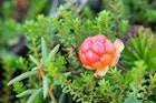Features - cloudberry-close-up-10-edited-cs