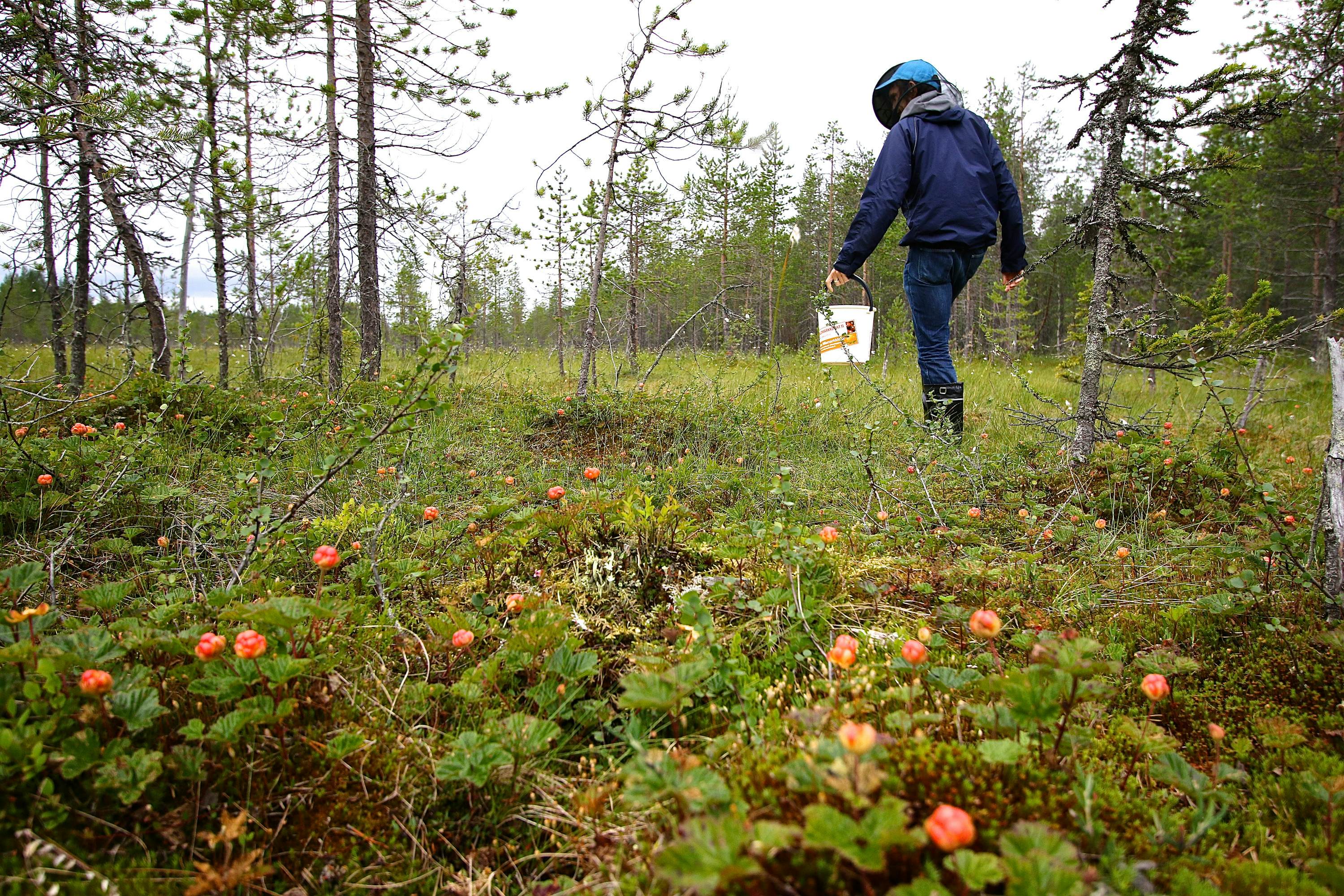 Lapland S Gold Foraging For Cloudberries In Finland Lonely Planet