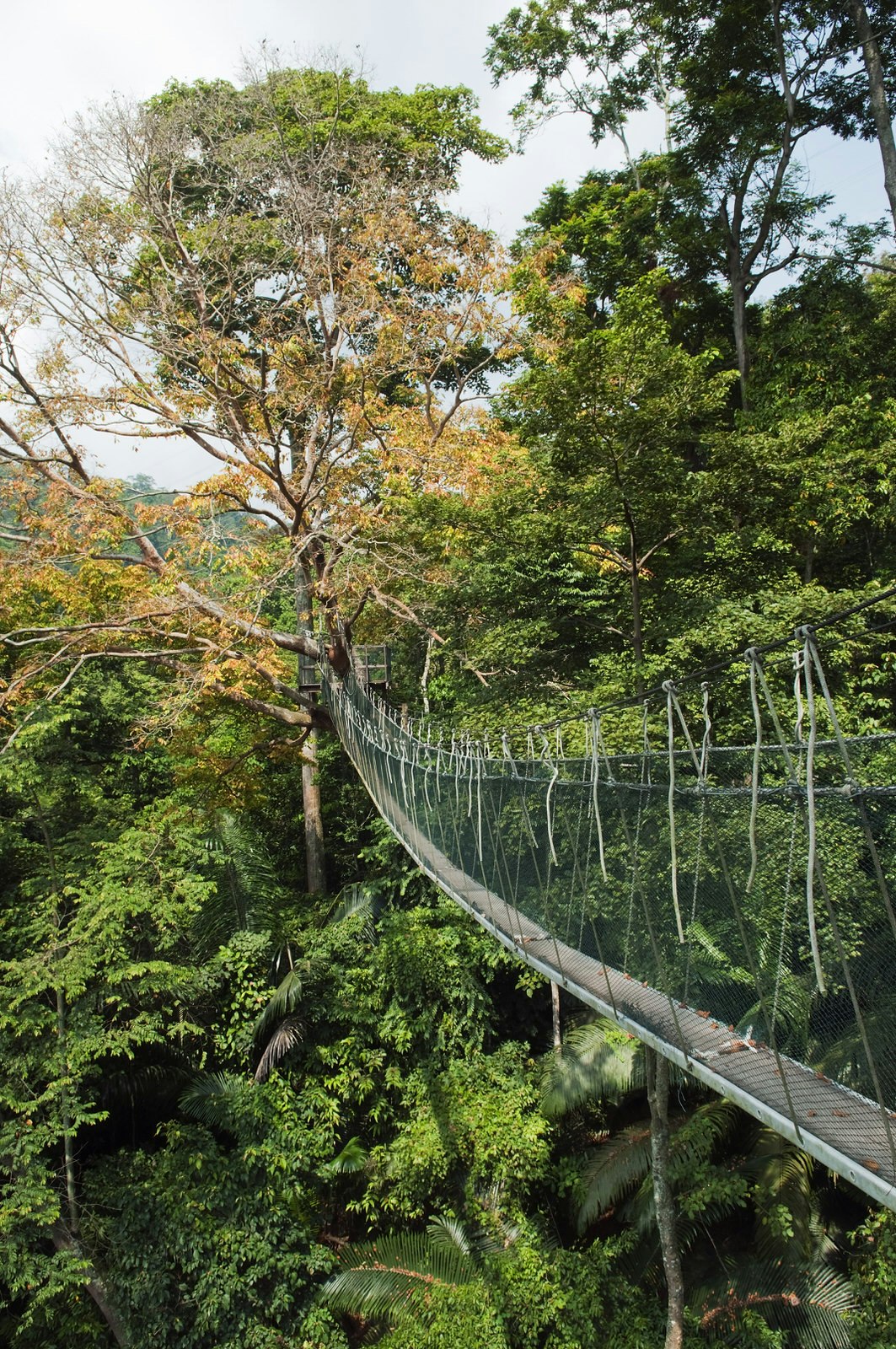 Canopy walkway in the rainforest, Forest Research Institute of Malaysia © Anders Blomqvist / Getty Images