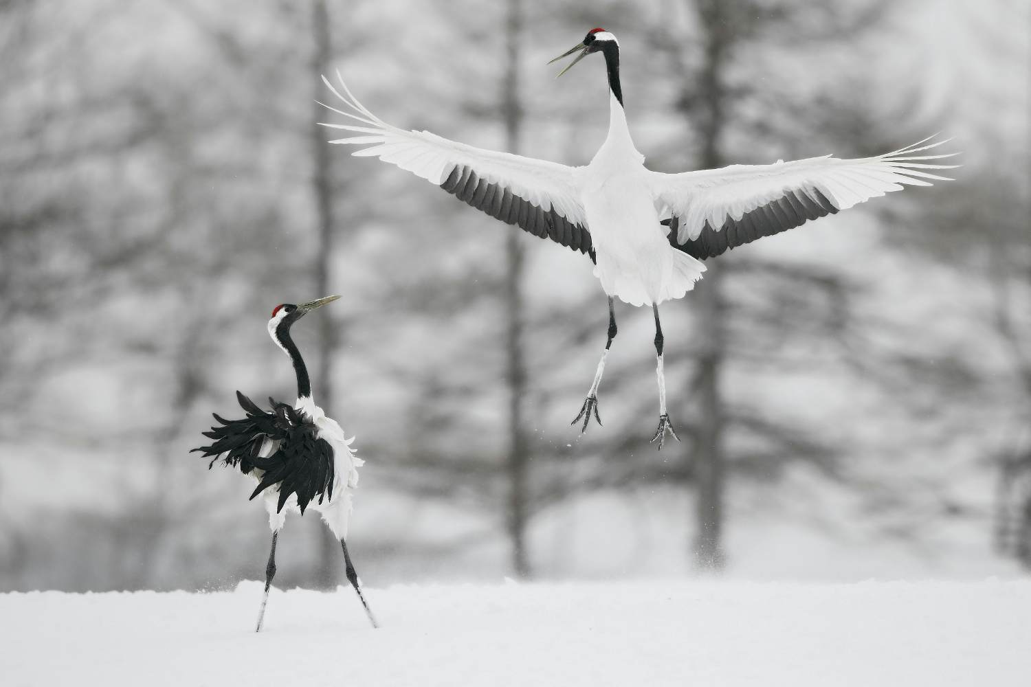Red Crowned Crane (Grus japonensis) courtship dance, Hokkaido, Japan