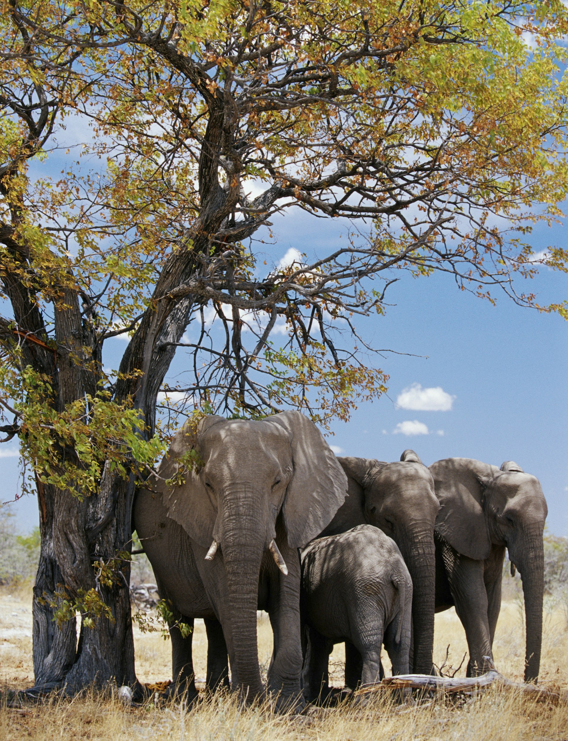 etosha