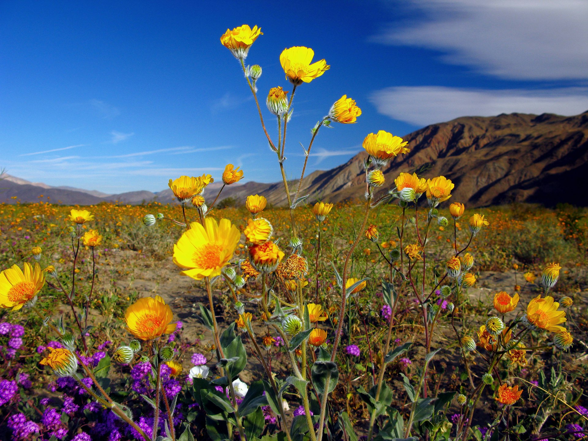 Vibrantly colored flowers are not what you expect from a desert, but with Anza-Borrego's spring rain come a multitude of flowers © Sam Antonio Photography / Getty Images