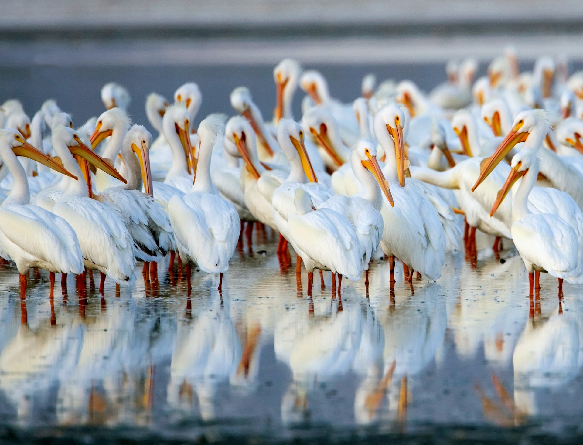 Birds, like these pelicans, flock to the briny waters of the Salton Sea © Kip Evans / Getty Images