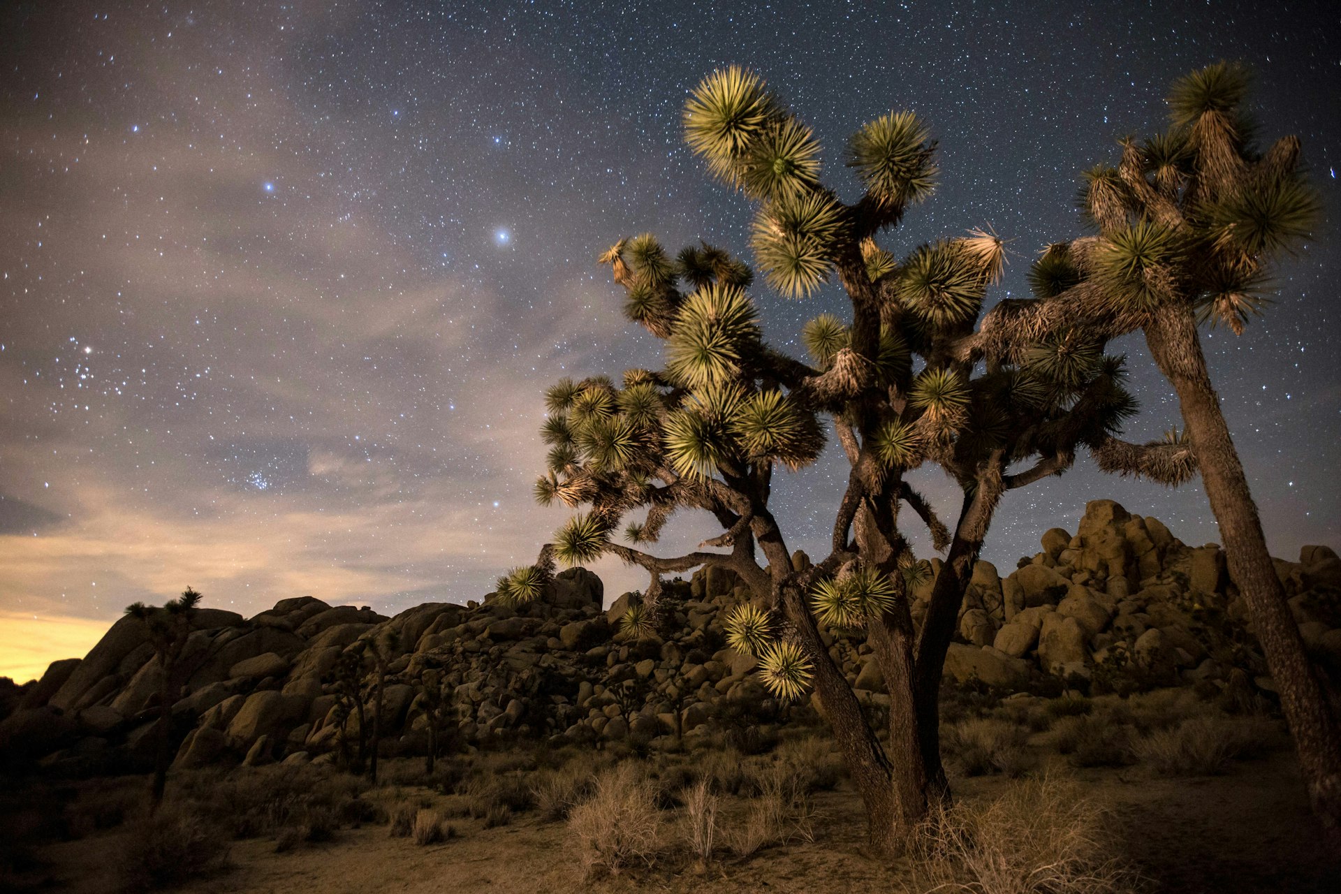 The strangely shaped Joshua Trees and the starry spectacle of the clear night sky make for awe-inspiring visits to Joshua Tree National Park © Brad Goldpaint / Getty Images