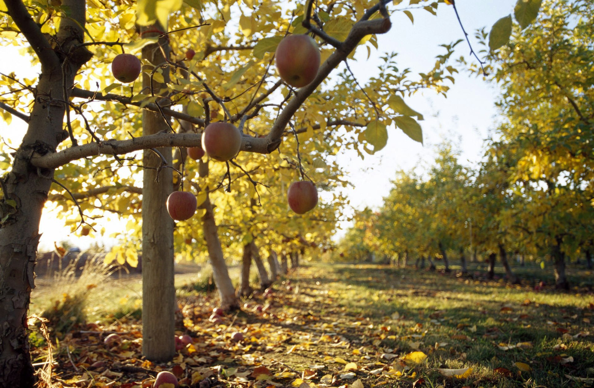 An apple orchard in Washington © Amanda Koster Productions / Photodisc / Getty