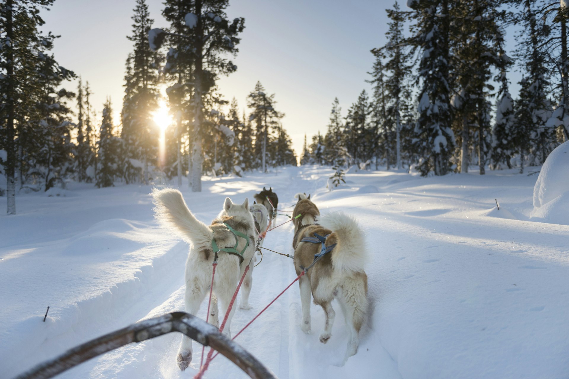 Suède, Norrbotten, Kiruna, chiens de traineaux en laponie suédoise // Sweden, Norrbotten, Kiruna, dog sledding in Swedish Lapland