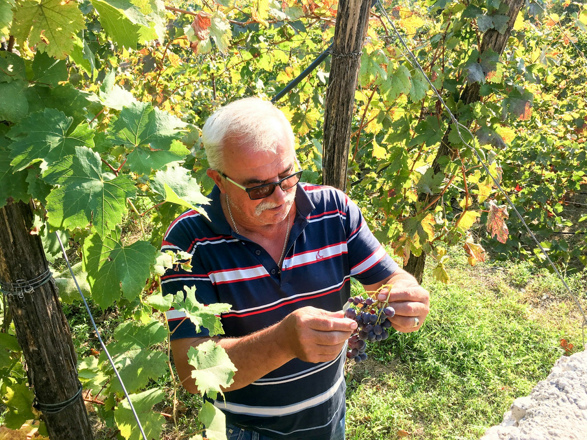 Winemaker Ilija Klicić in his vineyard in Montenegro’s Limljani village © Bridget Nurre Jennions / Lonely Planet