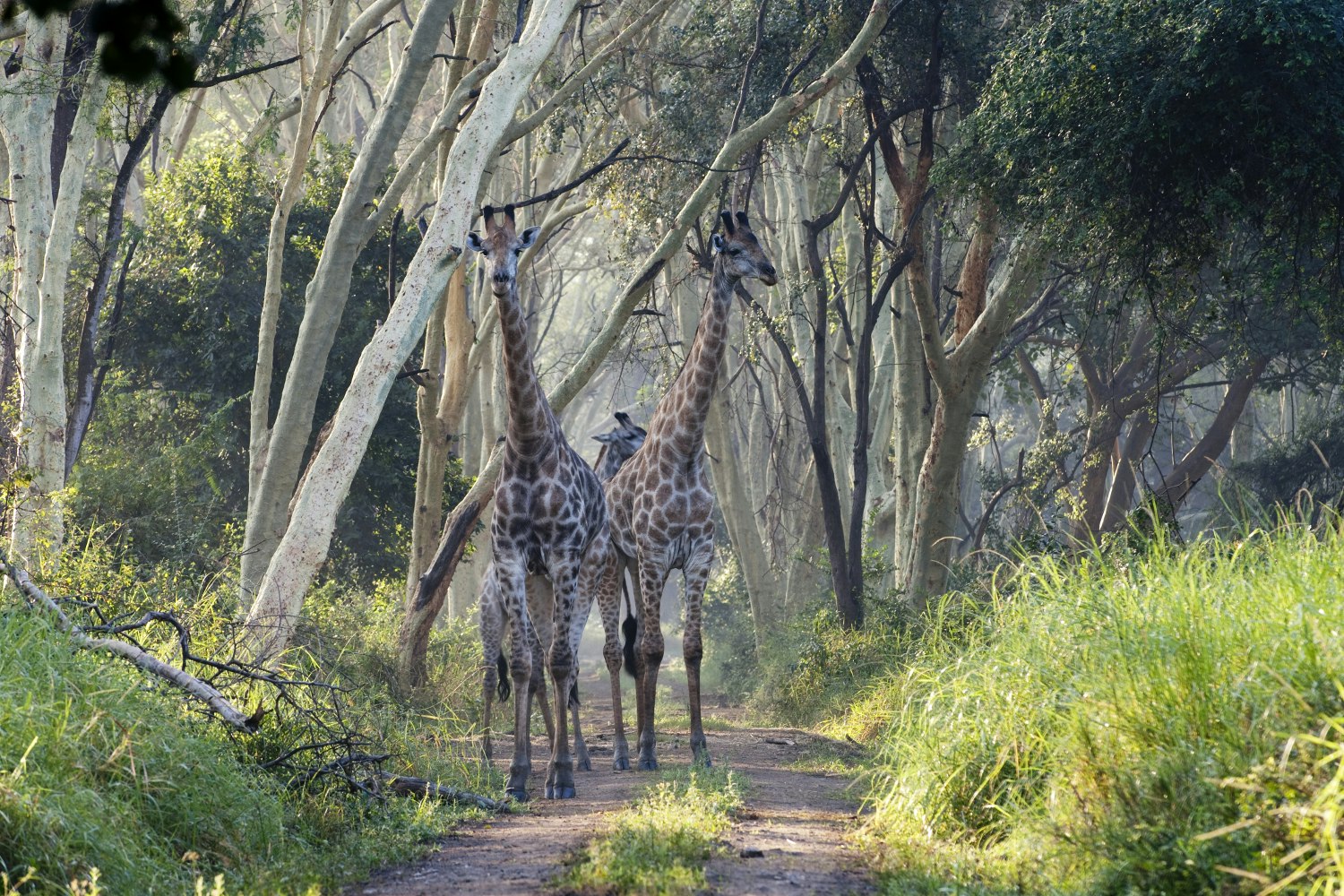 Giraffe, Nyala Park, Malawi