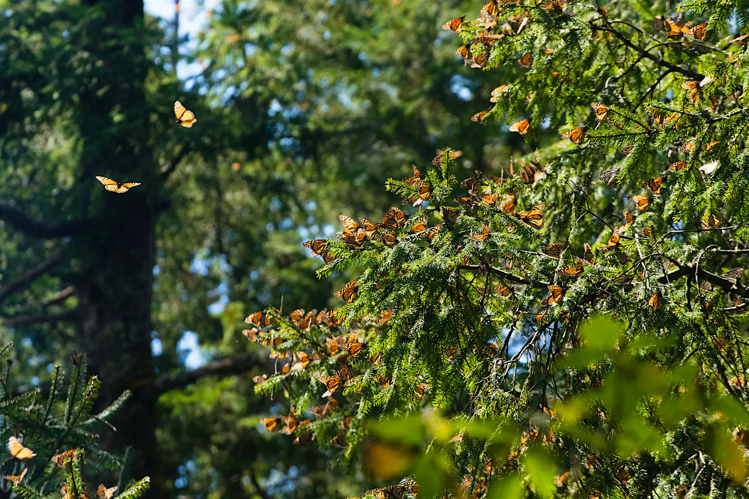 Features - monarch monarch