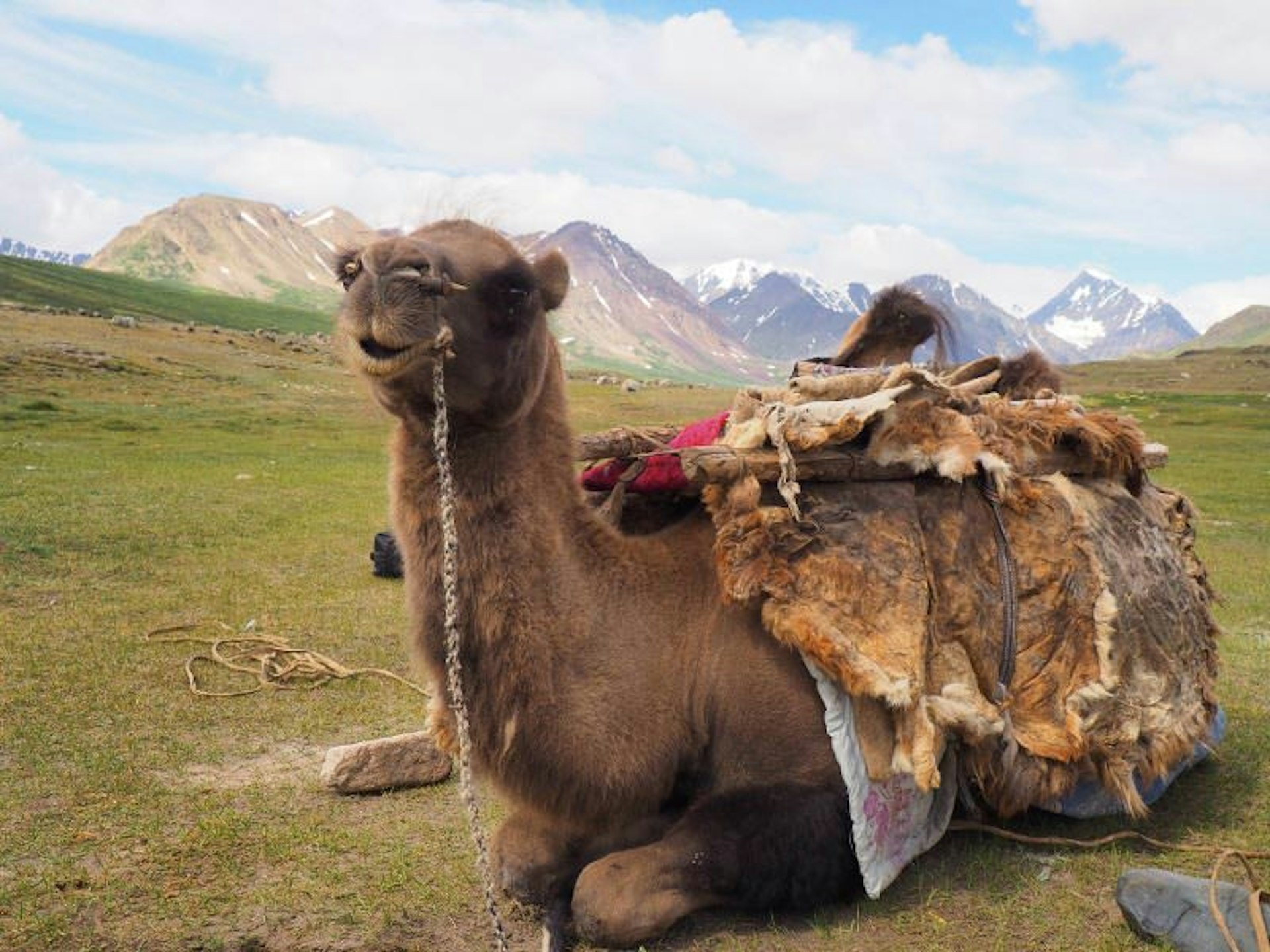 Not just desert animals: camels can trek in snowy conditions © Olivia Pozzan / Lonely Planet