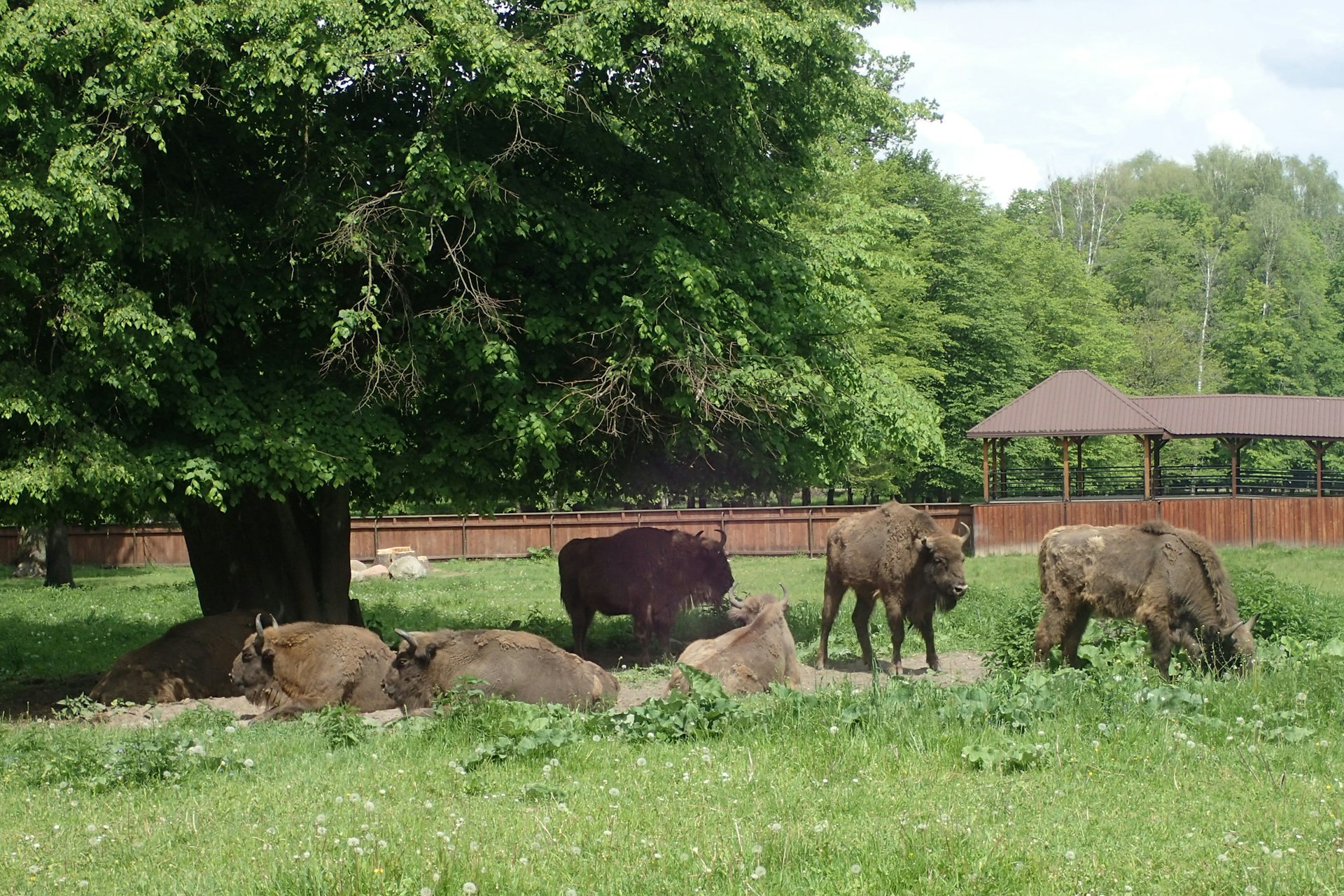 Bison can be seen more easily in the European Bison Show Reserve.