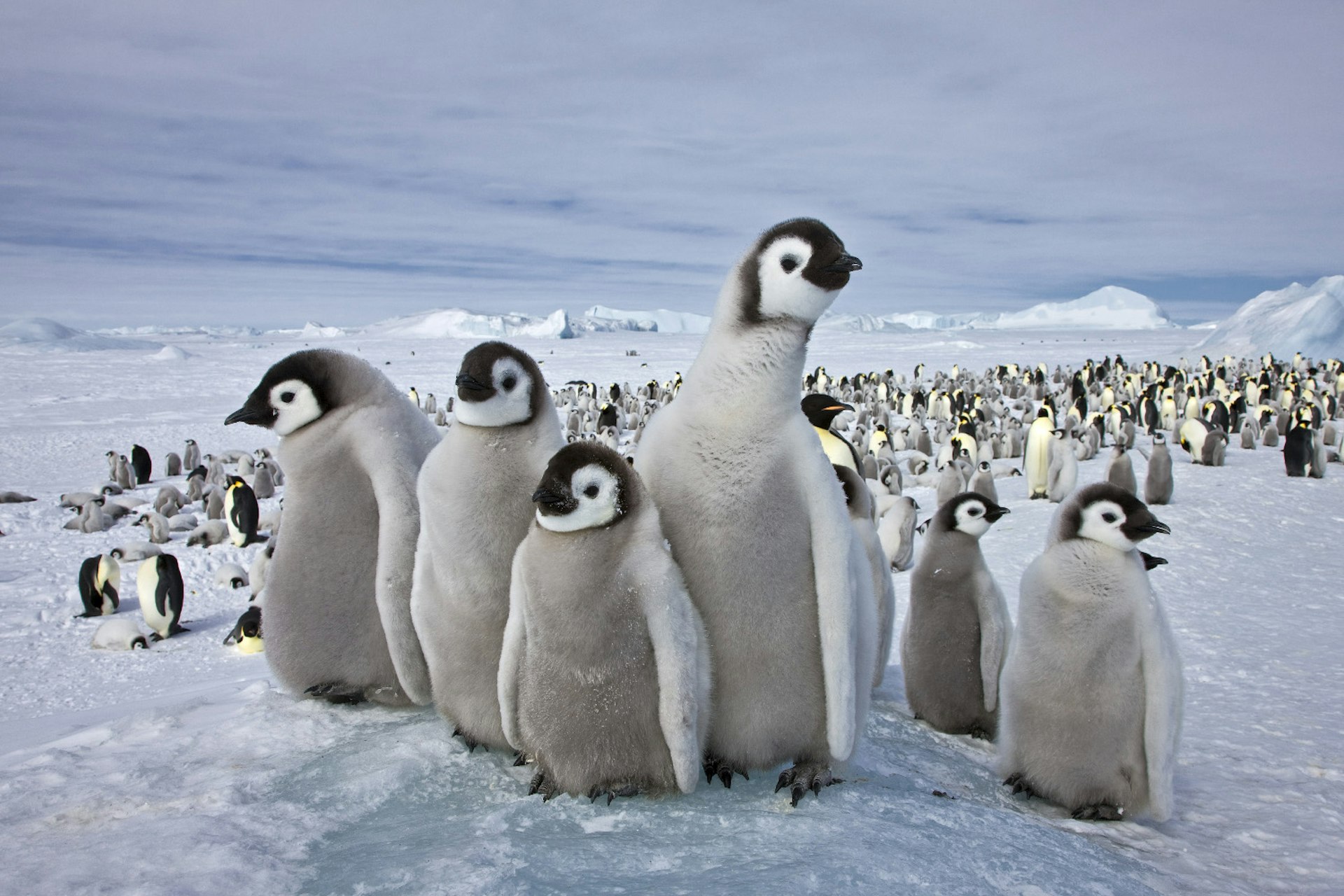 Western Antartica, Antarctic Peninsula, Snow Hill Island, Weddell Sea. Emperor Penguin breeding colony with chicks of four to five months old.