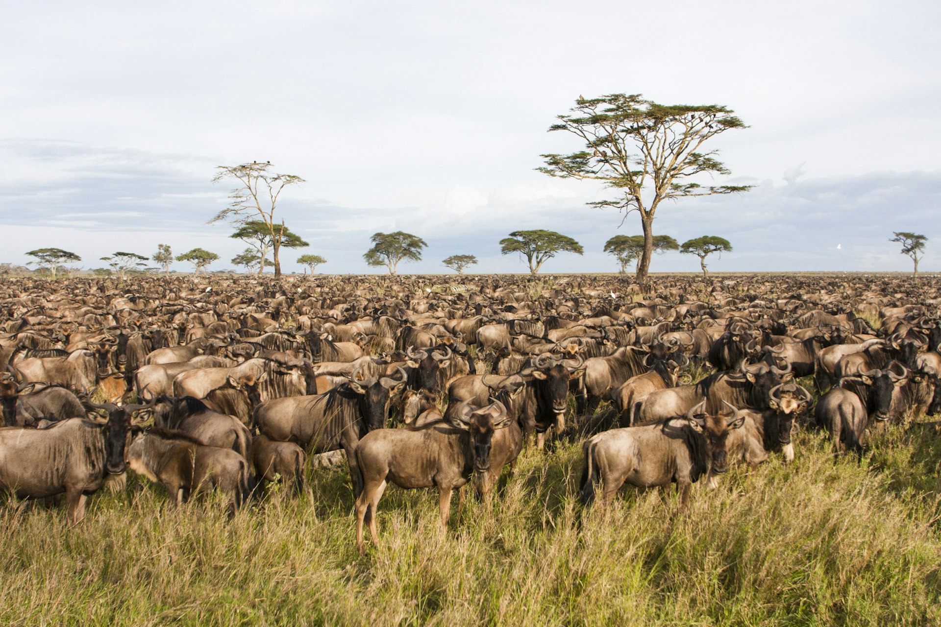Annual migration of over one million Blue Wildebeest (Connochaetes taurinus) and 200, 000 zebras. Photographed in Spring April in Serengeti, Tanzania