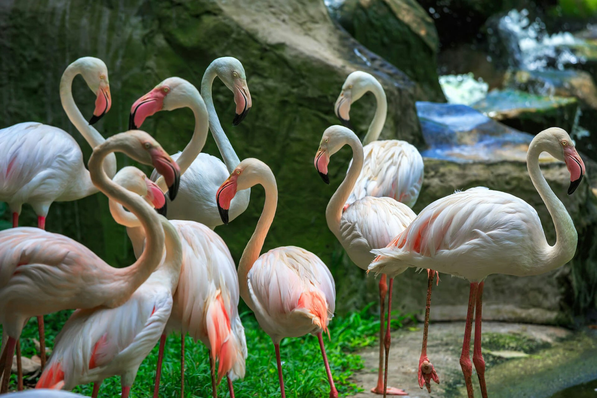 Flamingos at KL Bird Park © Zhukova Valentyna / Shutterstock