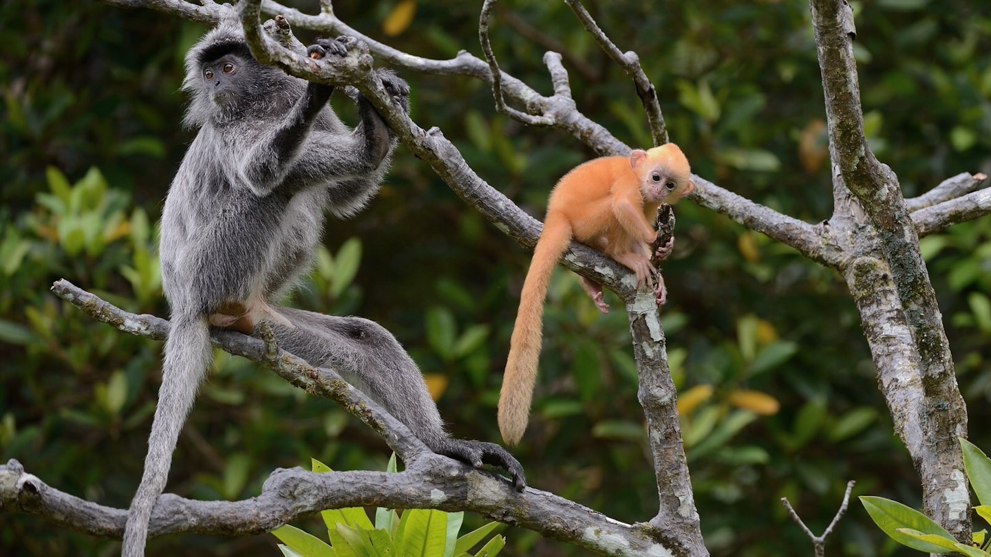 Mother and child of silvered leaf monkey © Serguei Koultchitskii / Shutterstock