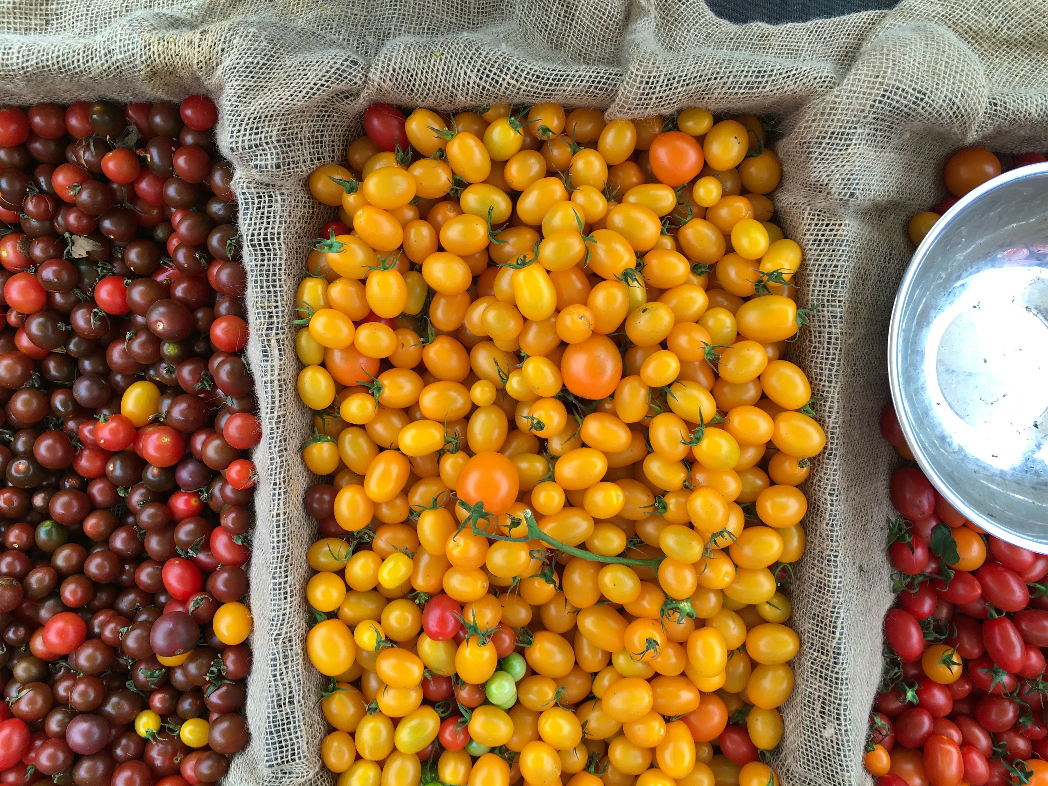 Features - byron-farmers-market-tomatoes Colourful produce at the Byron Farmers' Market © Penny Carroll / Lonely Planet