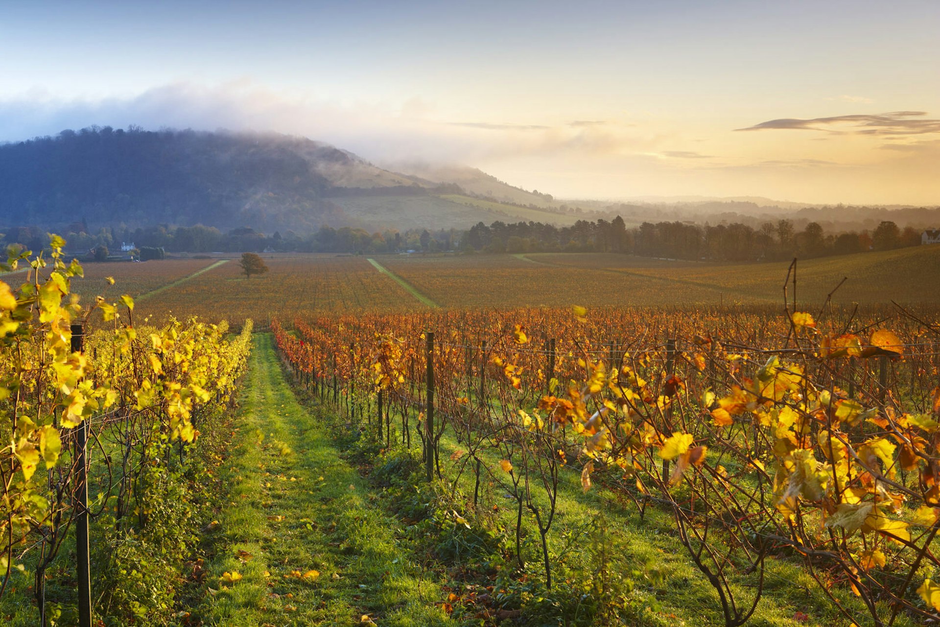 Autumn at Denbies' vineyard with Box Hill in the background © Helen Dixon / Denbies