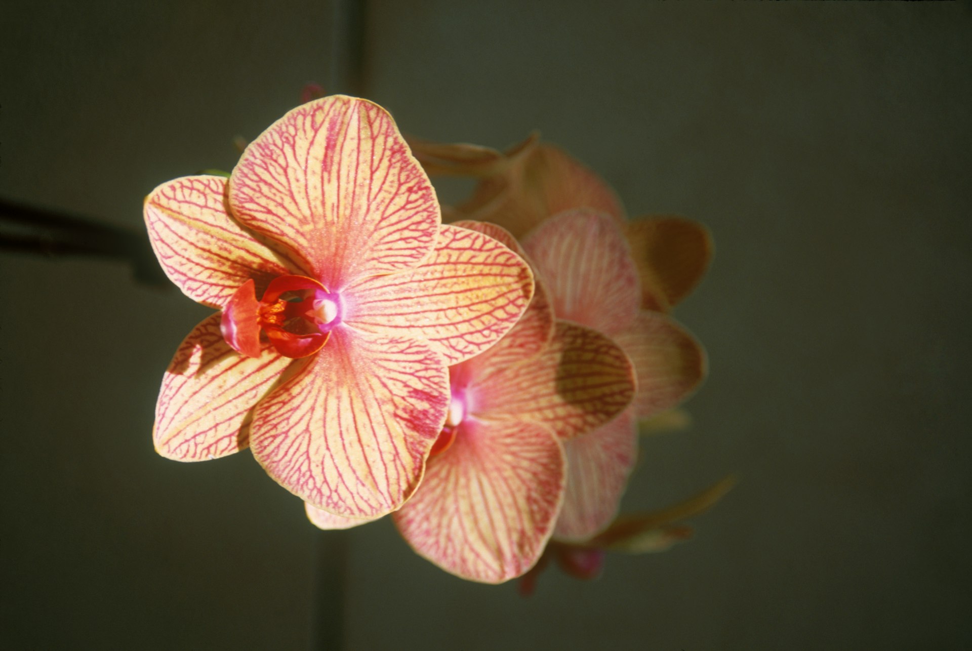 Orchids steal the show at the Atlanta Botanical Garden © Barry Winiker / Getty Images