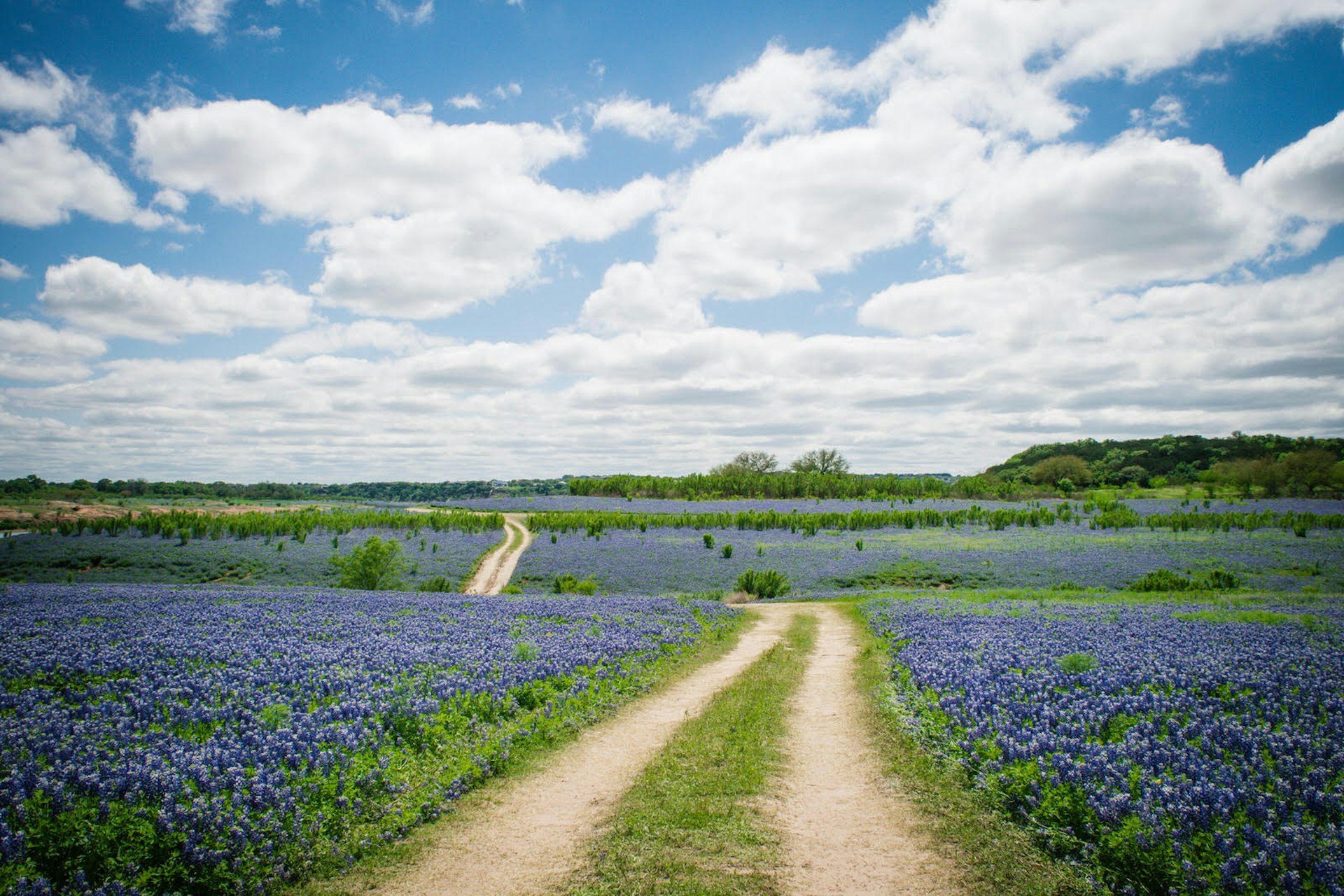 Texas Hill Country bluebonnets blooming in spring © E_Cotner / iStock / Getty