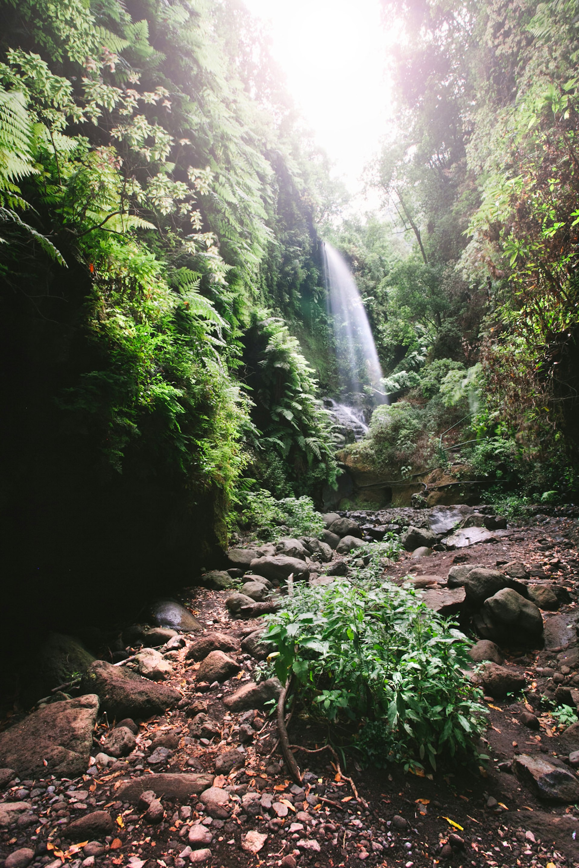 Waterfall in Los Tiles rainforest © Dominic Dähncke / Getty Images