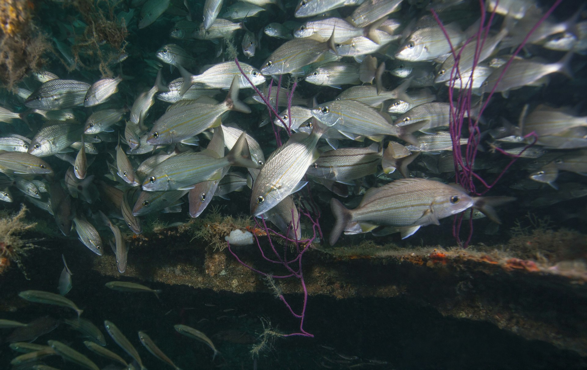 The old bones of shipwrecks off the Panama City Beach coast have attracted new undersea tenants © Michael Wood / Stocktrek Images/ Getty Images