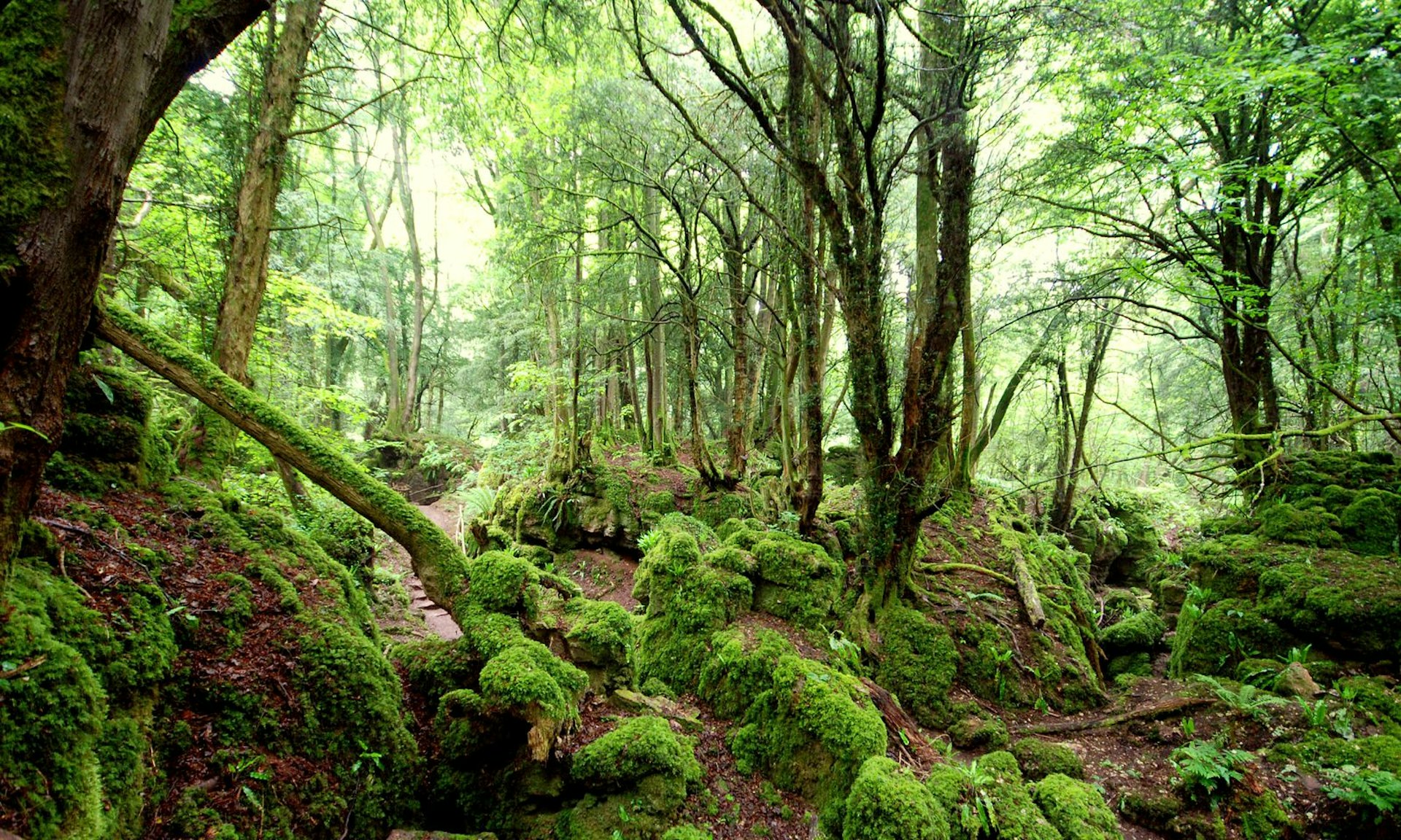 Puzzlewood, in the Forest of Dean, inspired JRR Tolkien © Kevin Button / Getty Images / Flickr RF