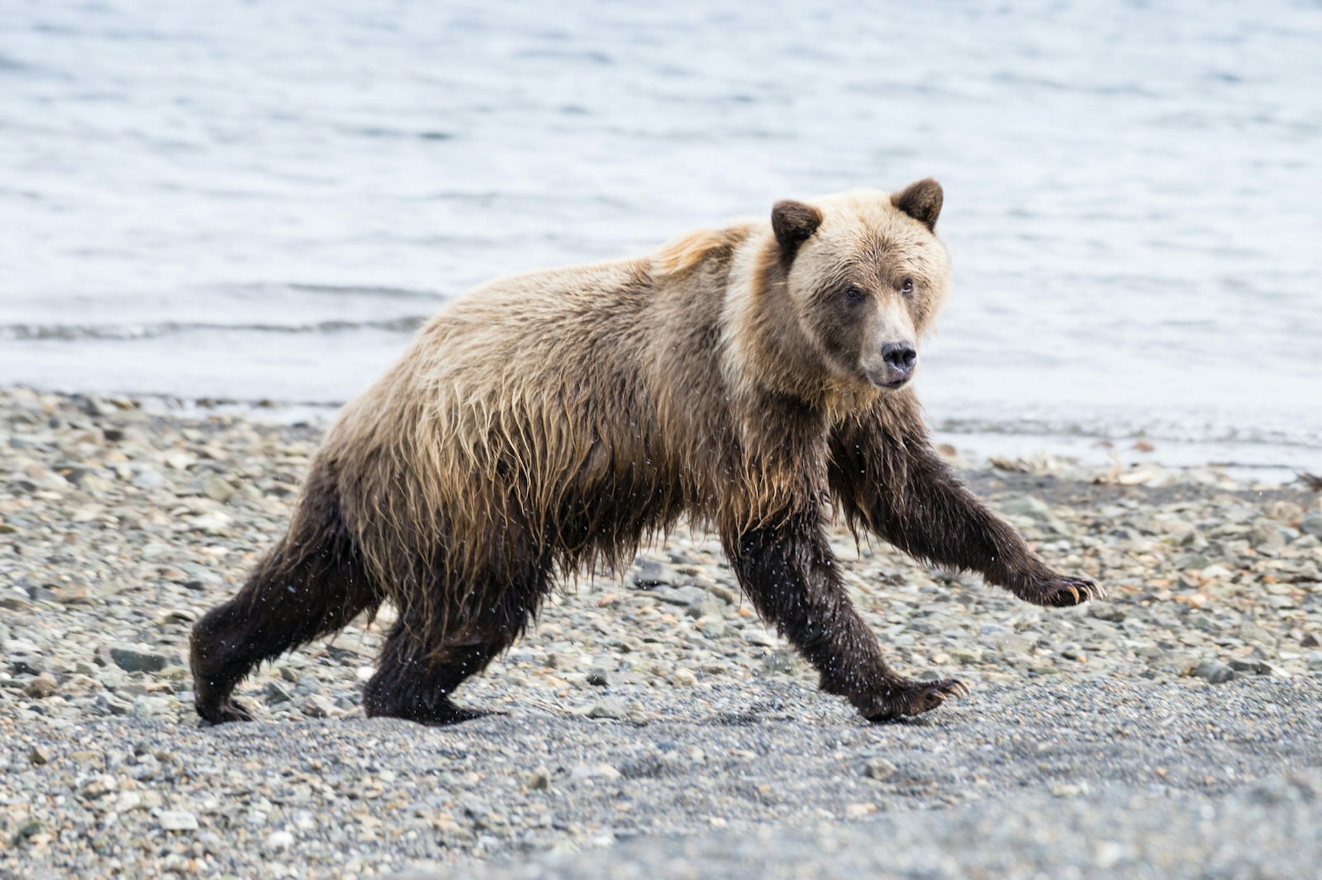 A grizzly bear searches for food before hibernation © Justin Foulkes / Lonely Planet