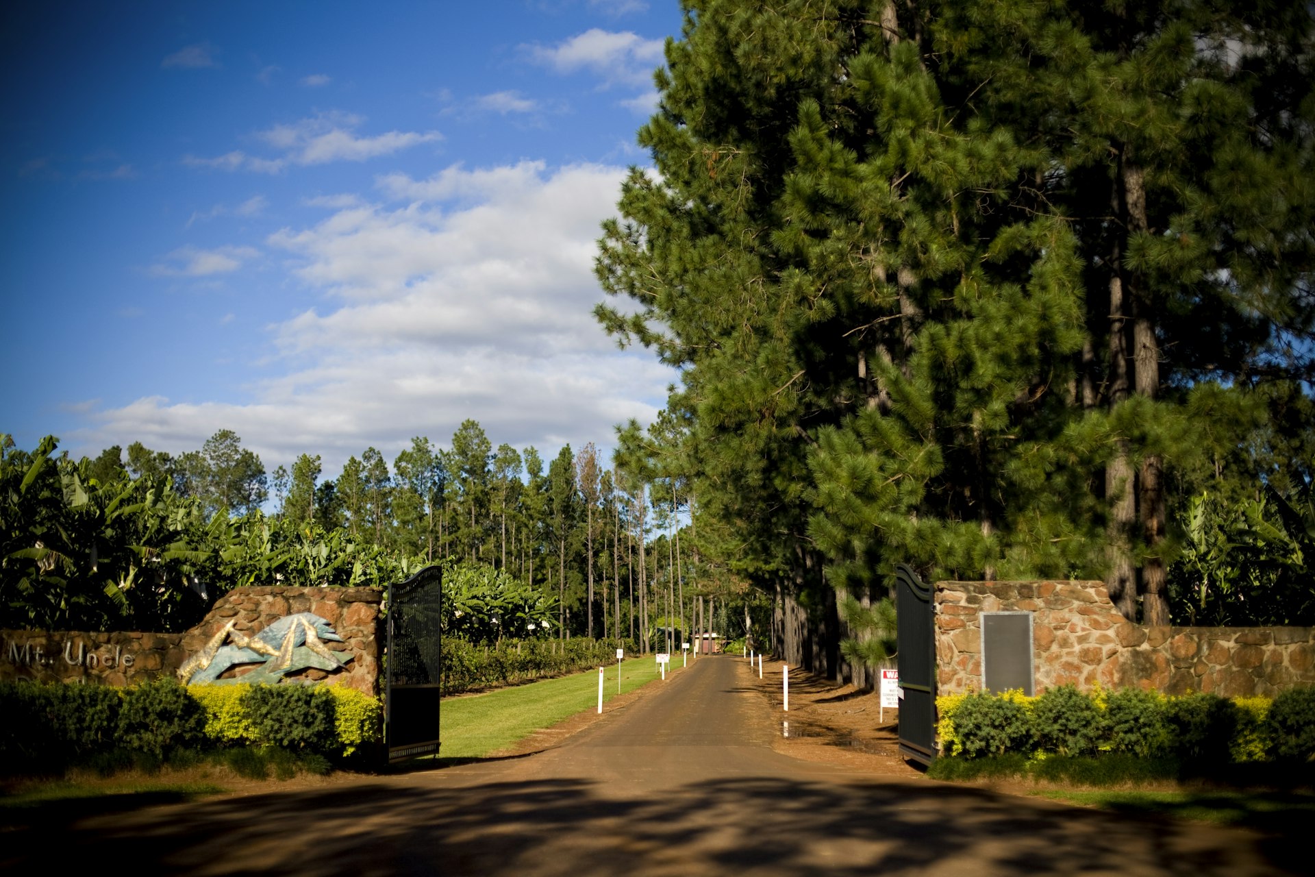 Entrance to the grounds to Mt Uncle Distillery with their banana plantation on the left © Image care of Mt Uncle Distillery