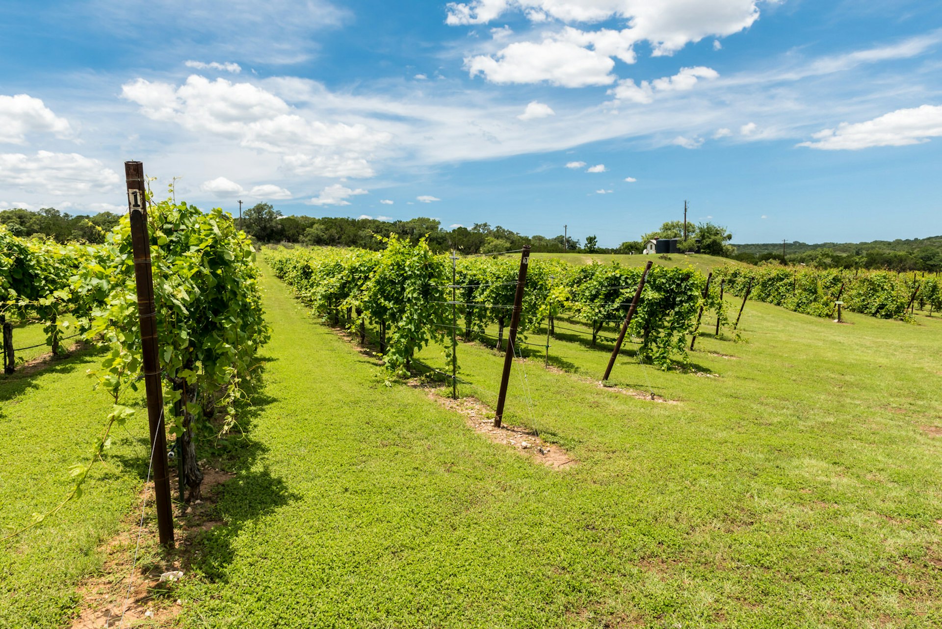 At over 9 million acres, the Hill Country American Viticultural Area (AVA) is the second largest wine region in the USA © Terri Butler Photography / Shutterstock