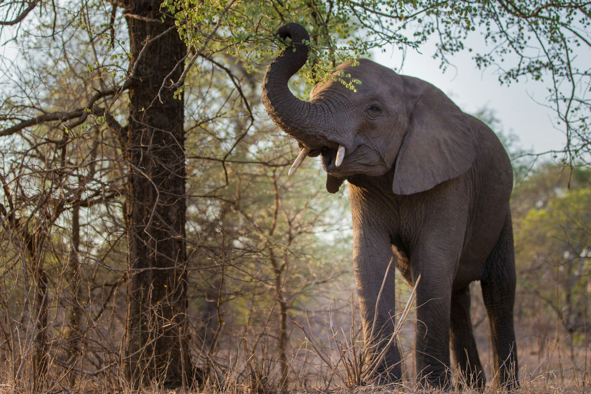 The elephants will be a hugely important addition to the reserve © Morgan Trimble